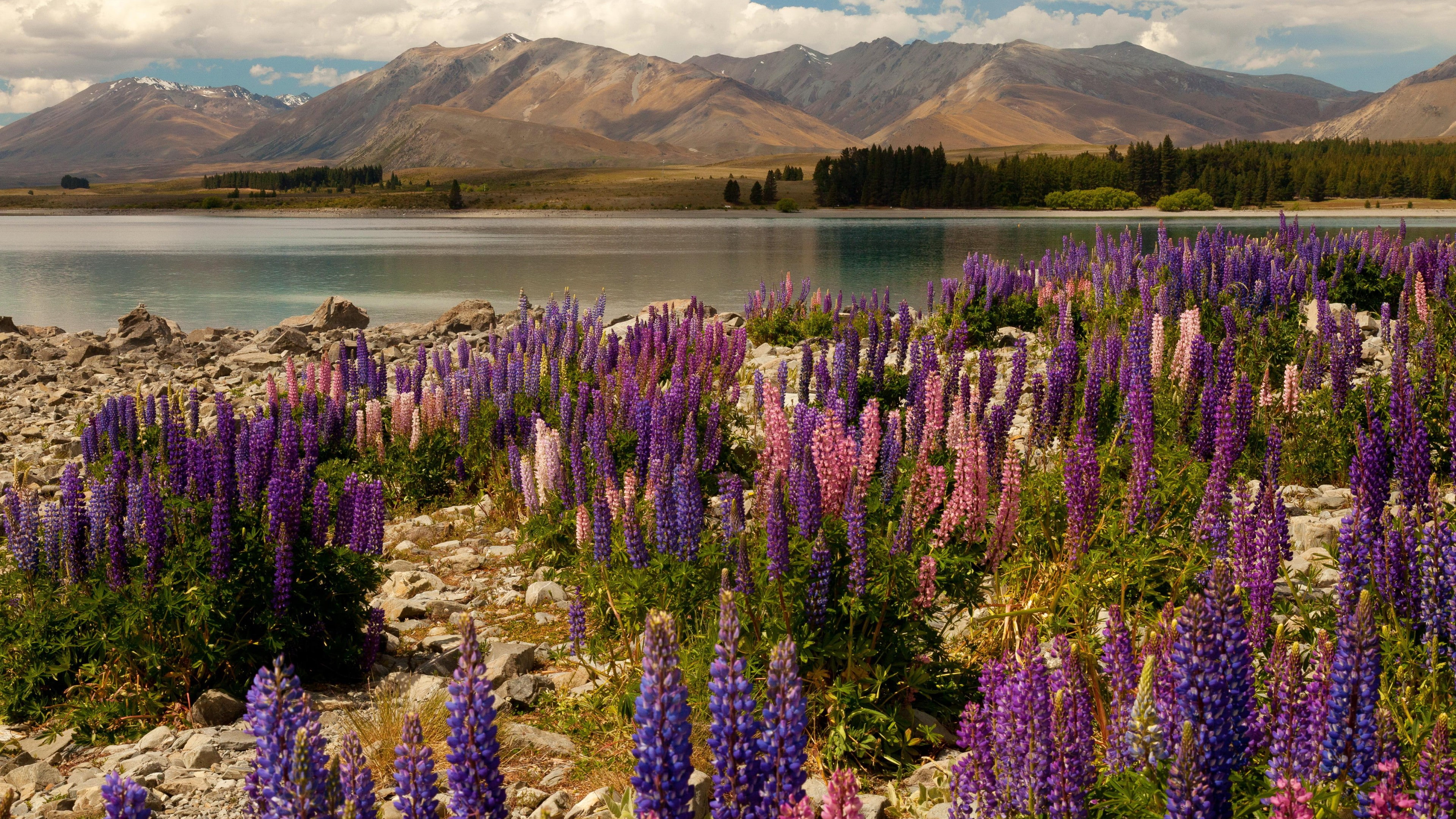 clouds, lavander, 5k, photography, Lake Tekapo, travel, booking, South Island, sky, flowers, mountains, New Zealand, 4K, rest, vacation, HD Wallpaper
