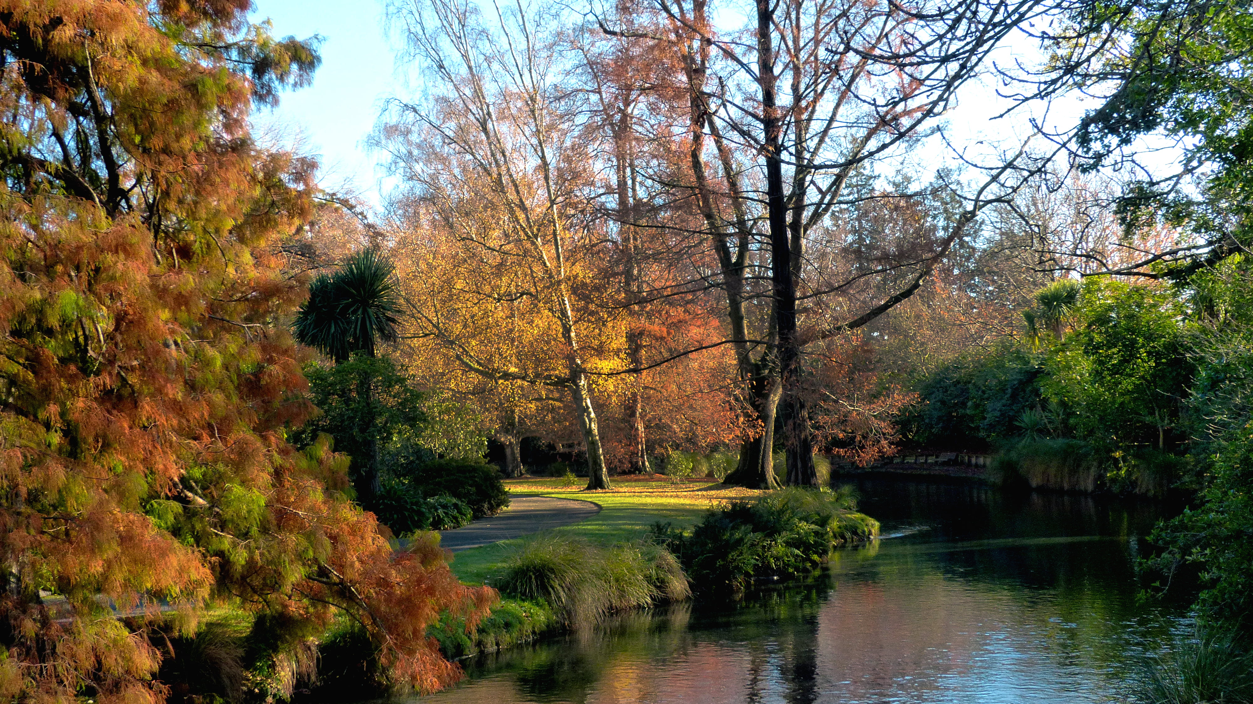 Lumix FZ200, parks, leaf, Dedication, brown, park - Man Made Space, Seasons, reflection, forest, nature, tree, Hagley Park, Botanical Gardens, avon, Avon river, HD Wallpaper