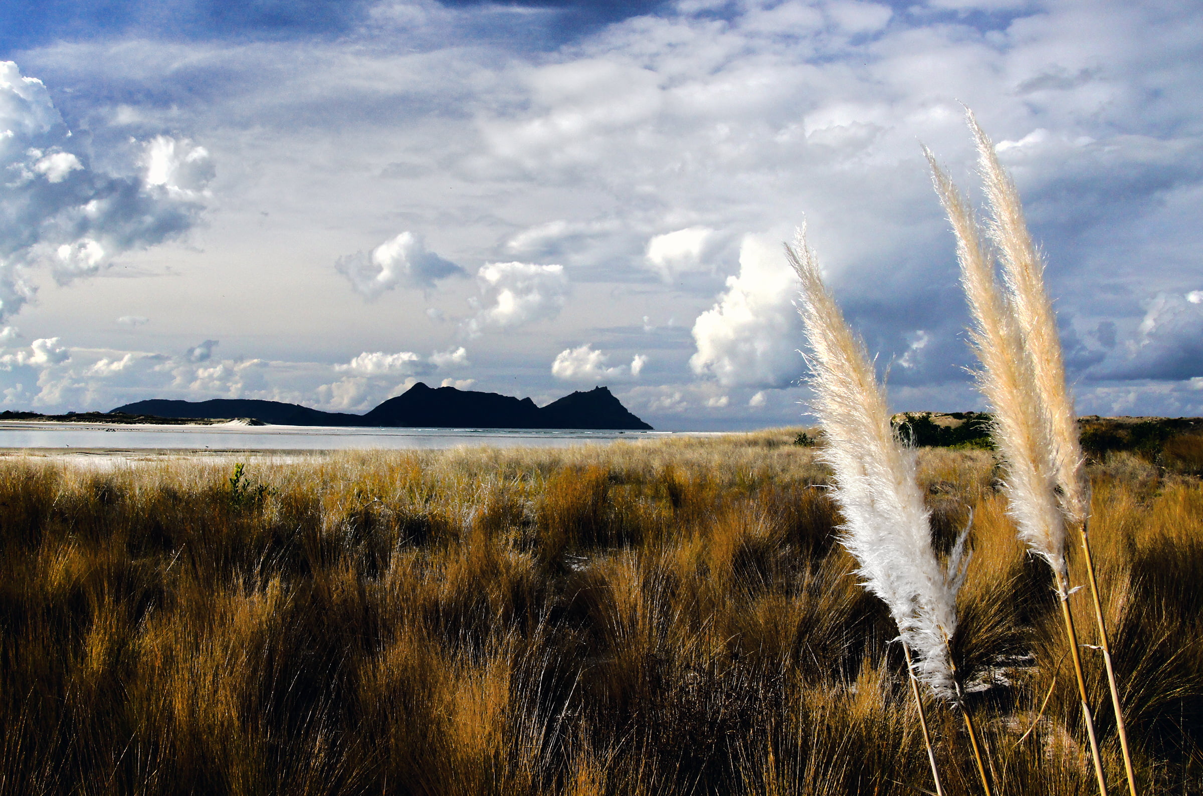 nature, 1080P, photos, sky, landscape, CC0, brown, grass, dunes, Dedication, grains, geo tagged, Toetoe, Public Domain, HD Wallpaper