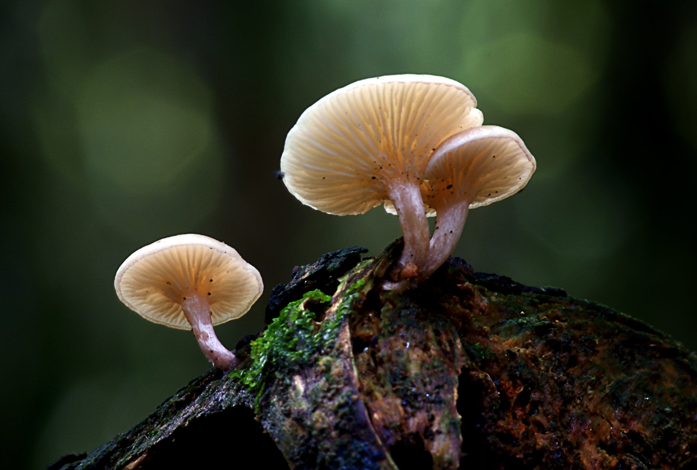 close-up, lover, D O, O F, focus, autumn, mushroom, selective, food, bokeh, sp, Dedication, nature, Fungi, Armillaria, CC0, flickr, wood, selective focus, HD Wallpaper