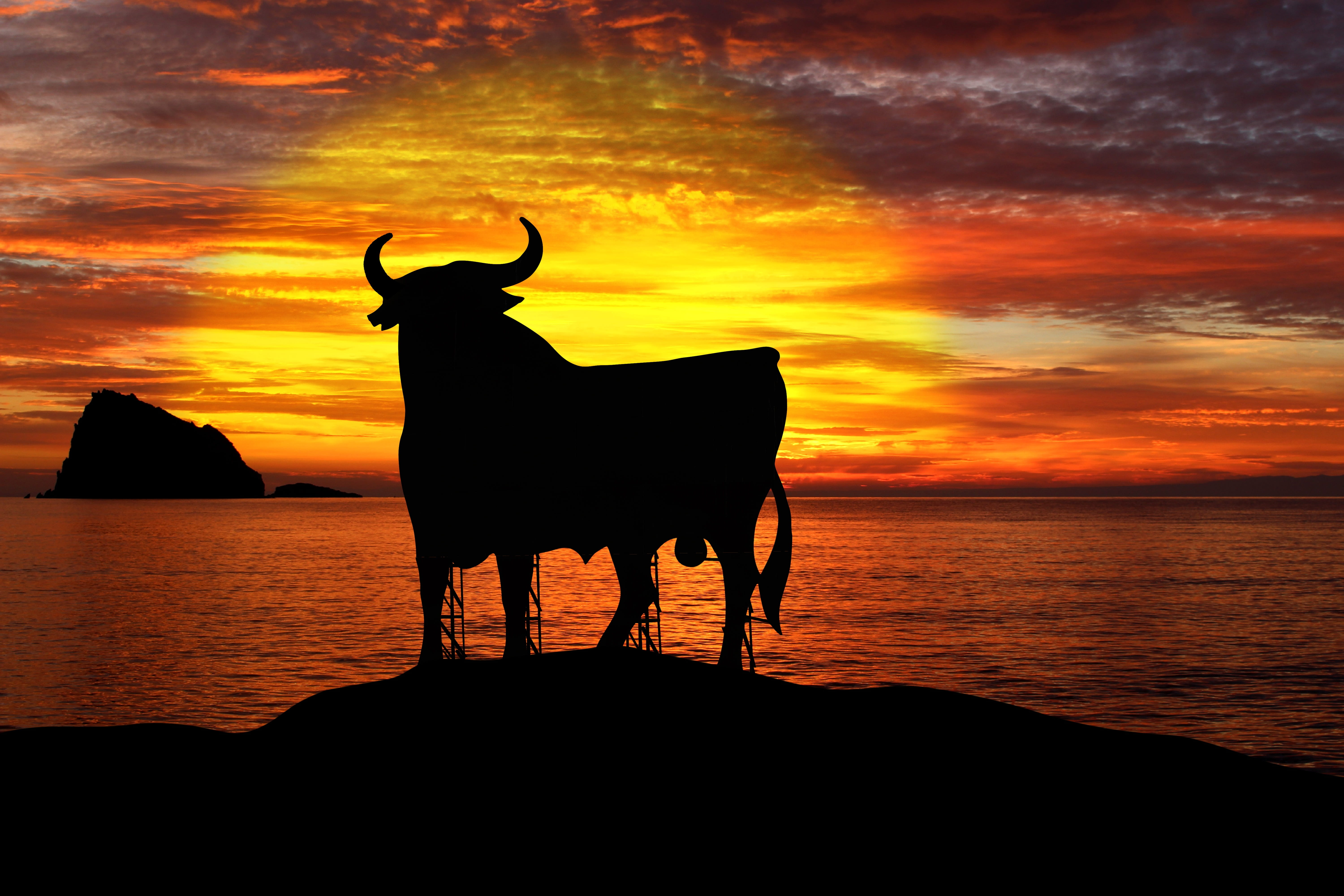 5K, orange color, scenics - nature, summer, domestic animals, sky, outdoors, spain, one animal, mallorca, fronting, mammal, holiday, no people, livestock, HD Wallpaper