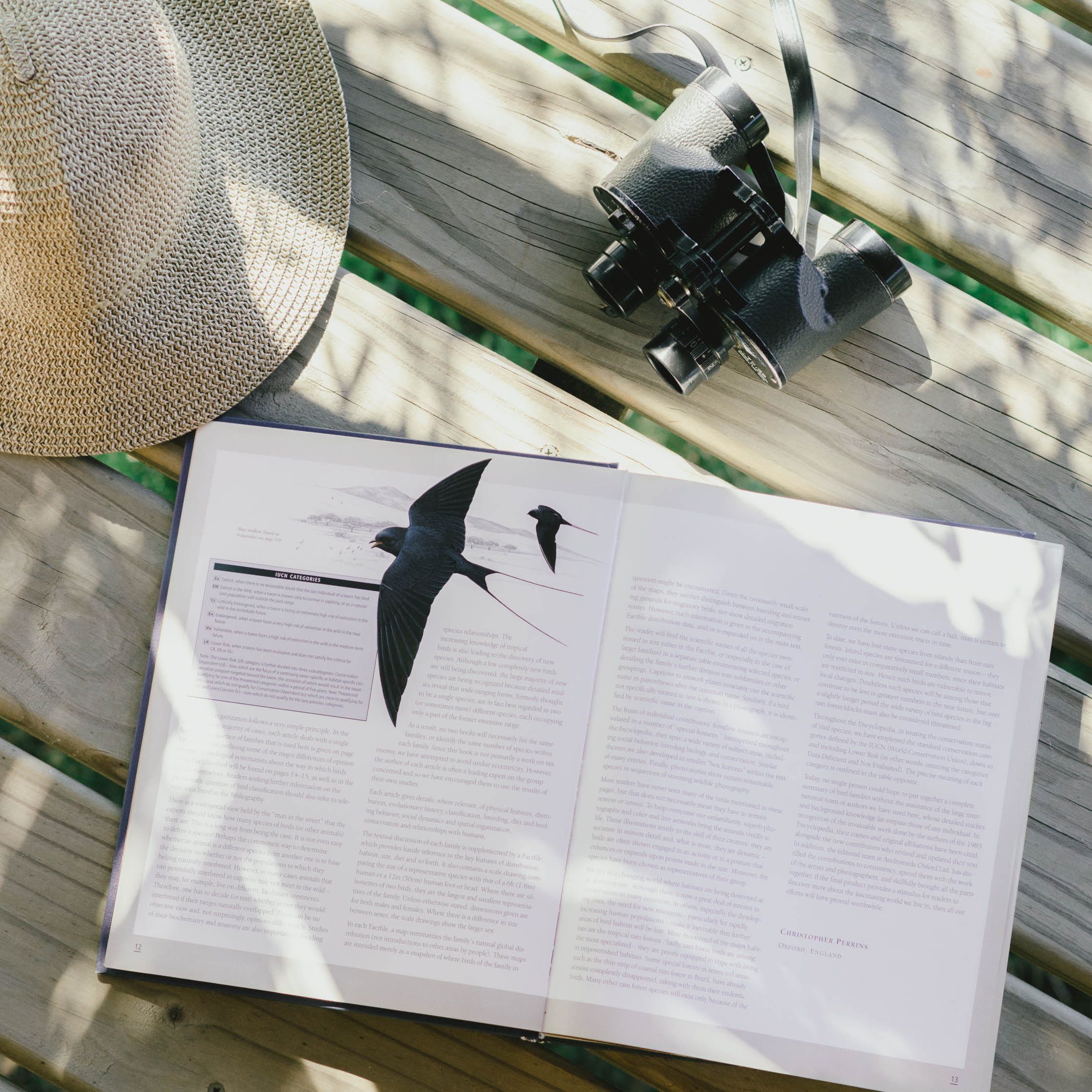 high angle view, day, animal wildlife, table, summer, uruguay, one animal, nikon, publication, book, cabinlife, vacation, colonia department, sunlight, Phone HD Wallpaper