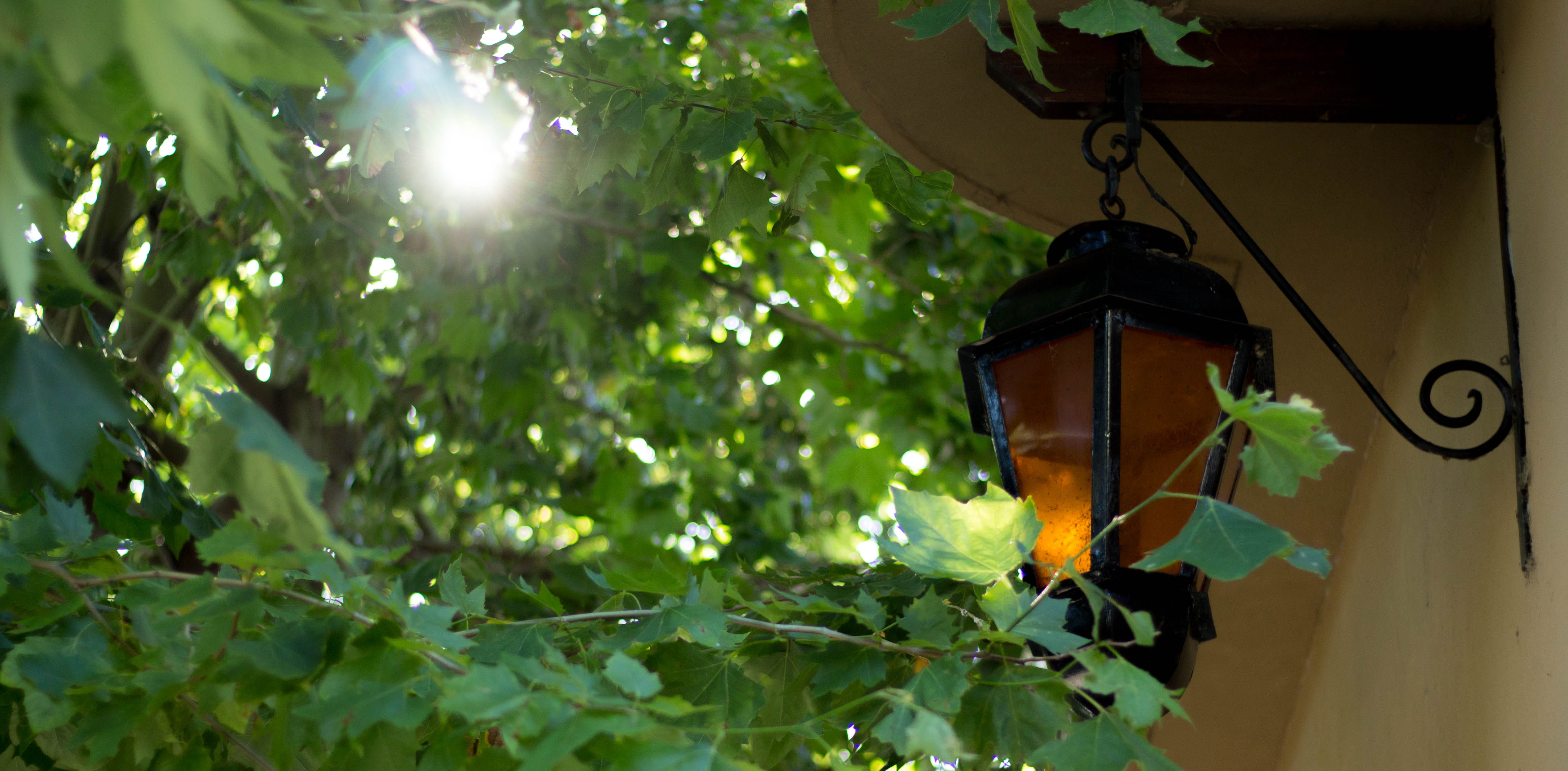 plant, hanging, lighting equipment, tree, trees, no people, colonia del sacramento, house, light, outdoors, leaf, small town, old house, electric lamp, HD Wallpaper