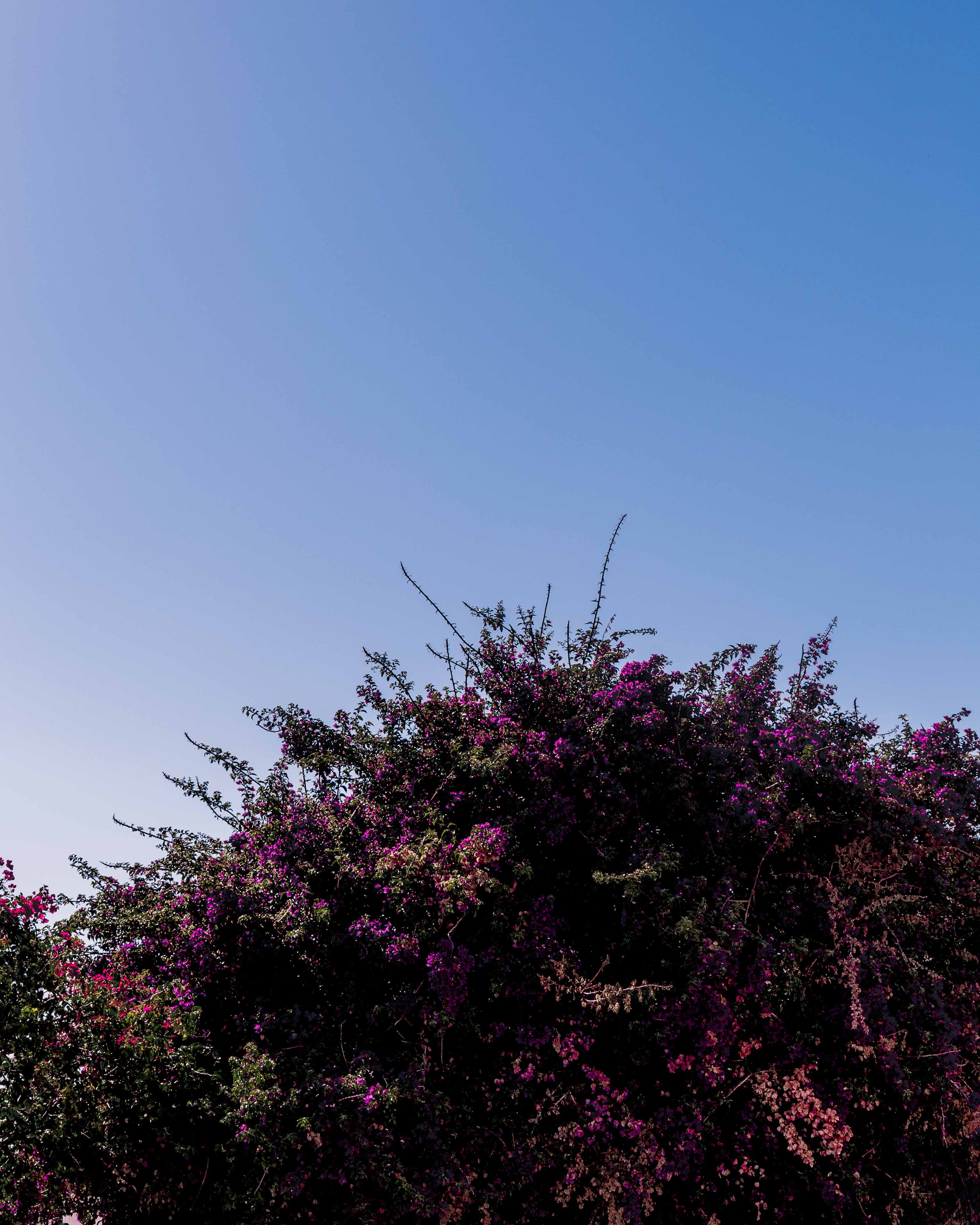 trees, landscape, copy space, freshness, still, flower, colonia del sacramento, vulnerability, growth, tranquility, tree, low angle view, no people, lilac, Phone HD Wallpaper