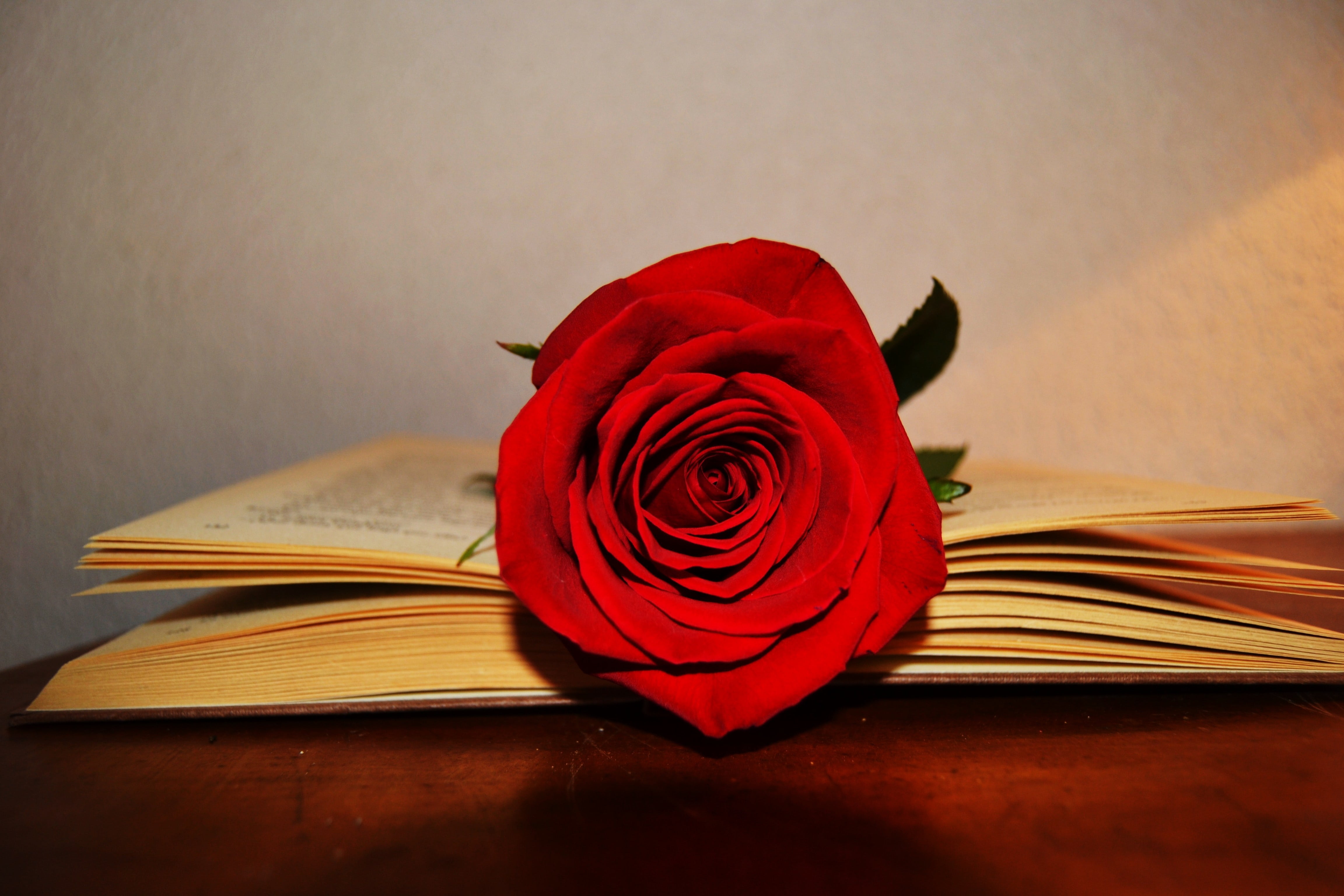 rose red, emotion, page, close-up, nature, red, celebration, education, paper, beauty in nature, open, love, positive emotion, 4K, sant jordi, petal, table, HD Wallpaper