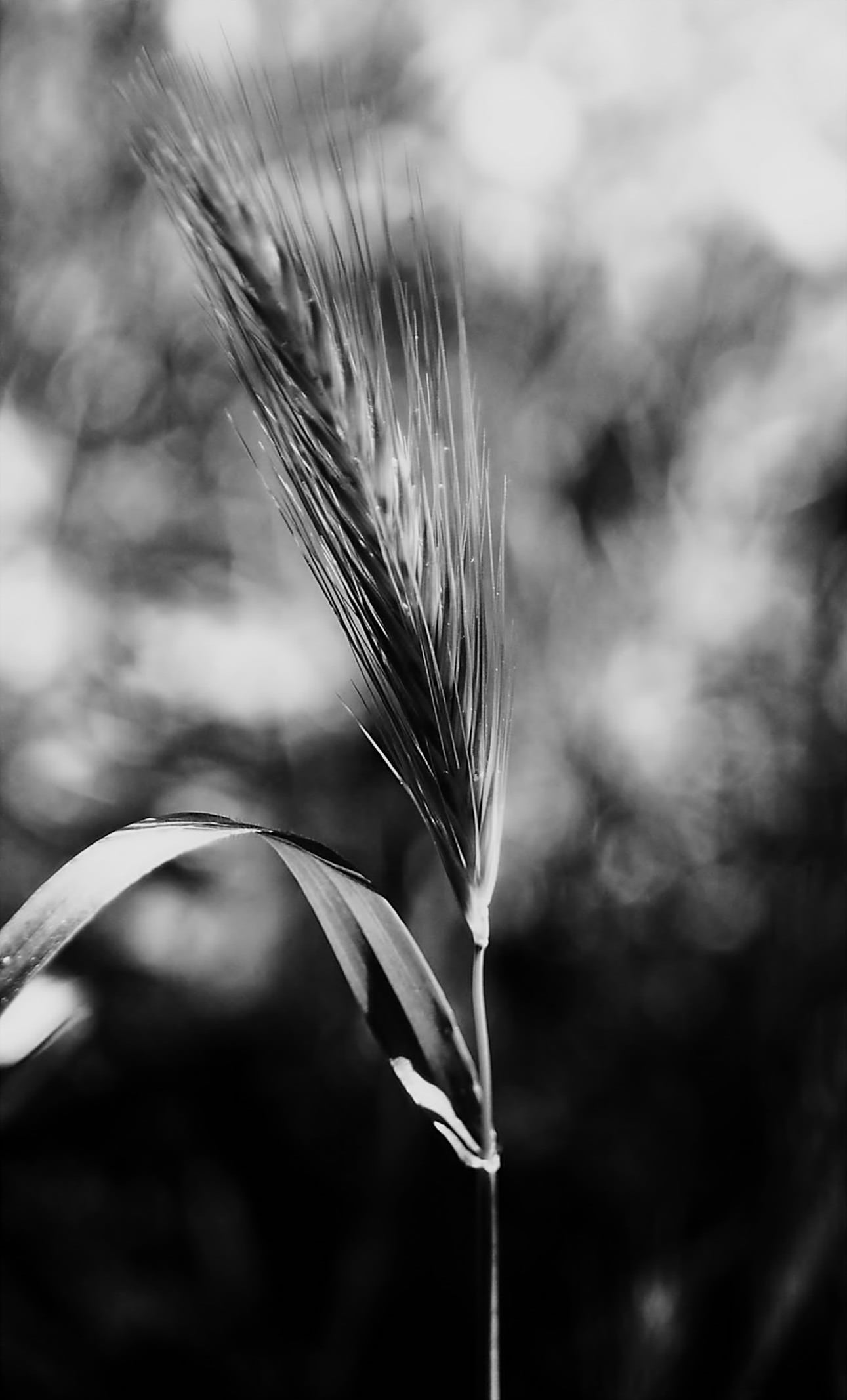 nature, focus on foreground, beauty in nature, day, plants, ear of wheat, growth, stalk, fragility, sant jordi, plant, vulnerability, tranquility, agriculture, Phone HD Wallpaper