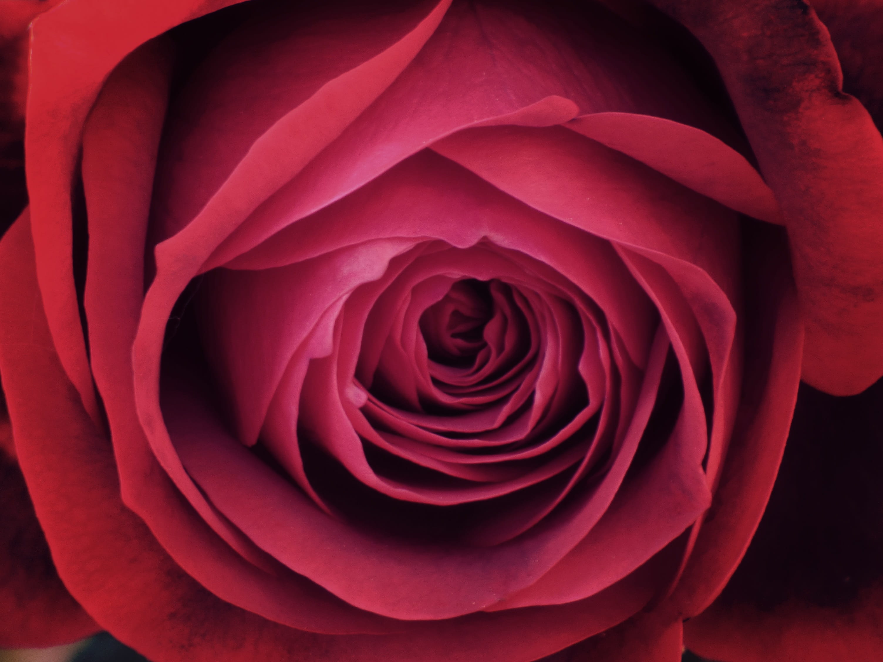 sant jordi, growth, flowering plant, rose - flower, fragility, petal, Petals, plant, rose, macro, Texture, softness, 2K, background, full frame, no people, HD Wallpaper