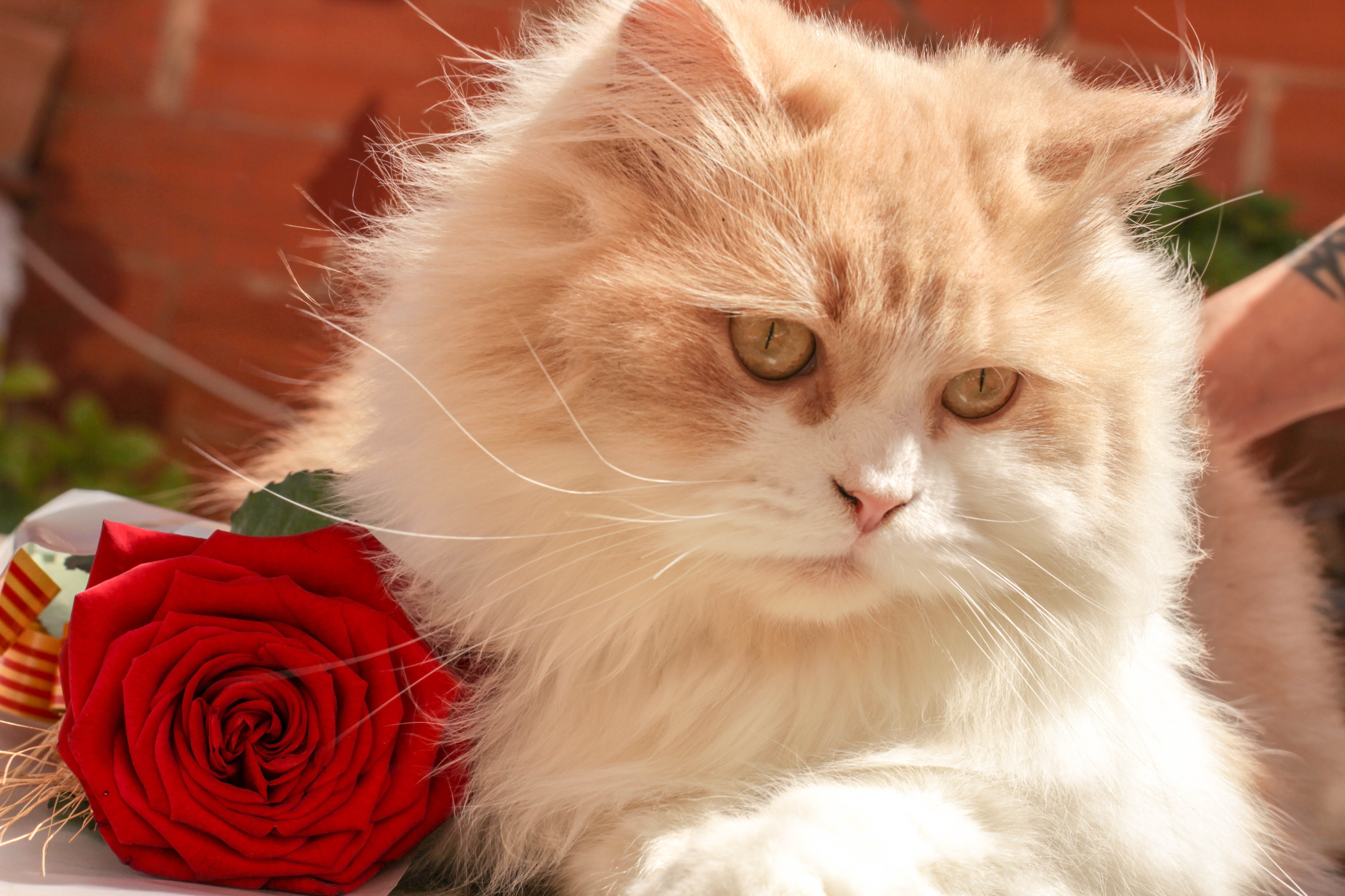 one animal, domestic, beside, garden, no people, domestic animals, plant, focus on foreground, rose - flower, close-up, flowering plant, red, bouquet, rosa, HD Wallpaper