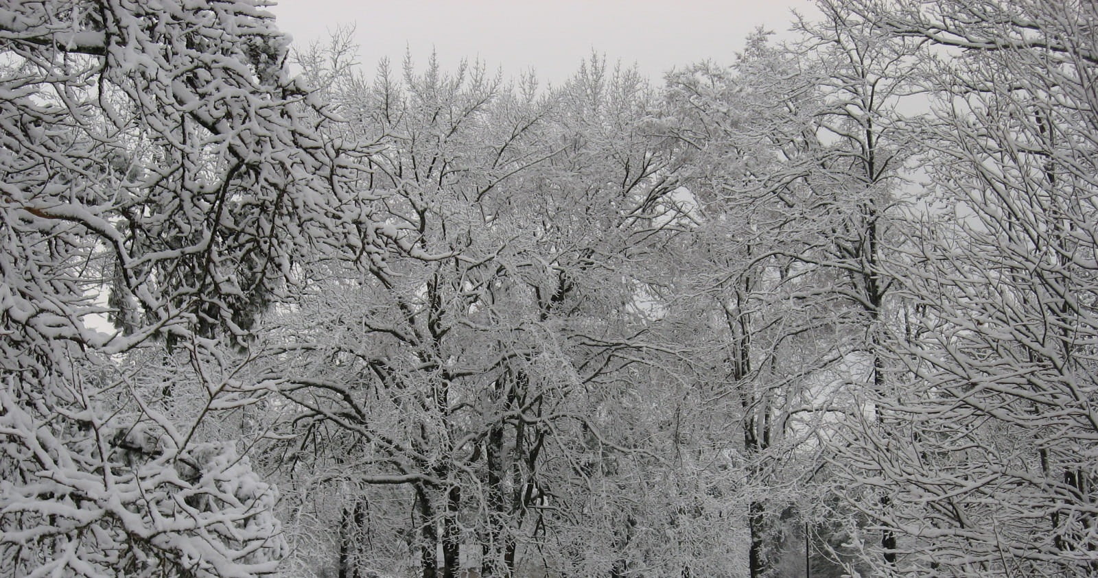 frost, Trees, solitude, outdoor, seasonal, white, plant, Season, frigid, cold temperature, covered, outdoors, snowflake, wood, Winter, bare tree, winter, HD Wallpaper