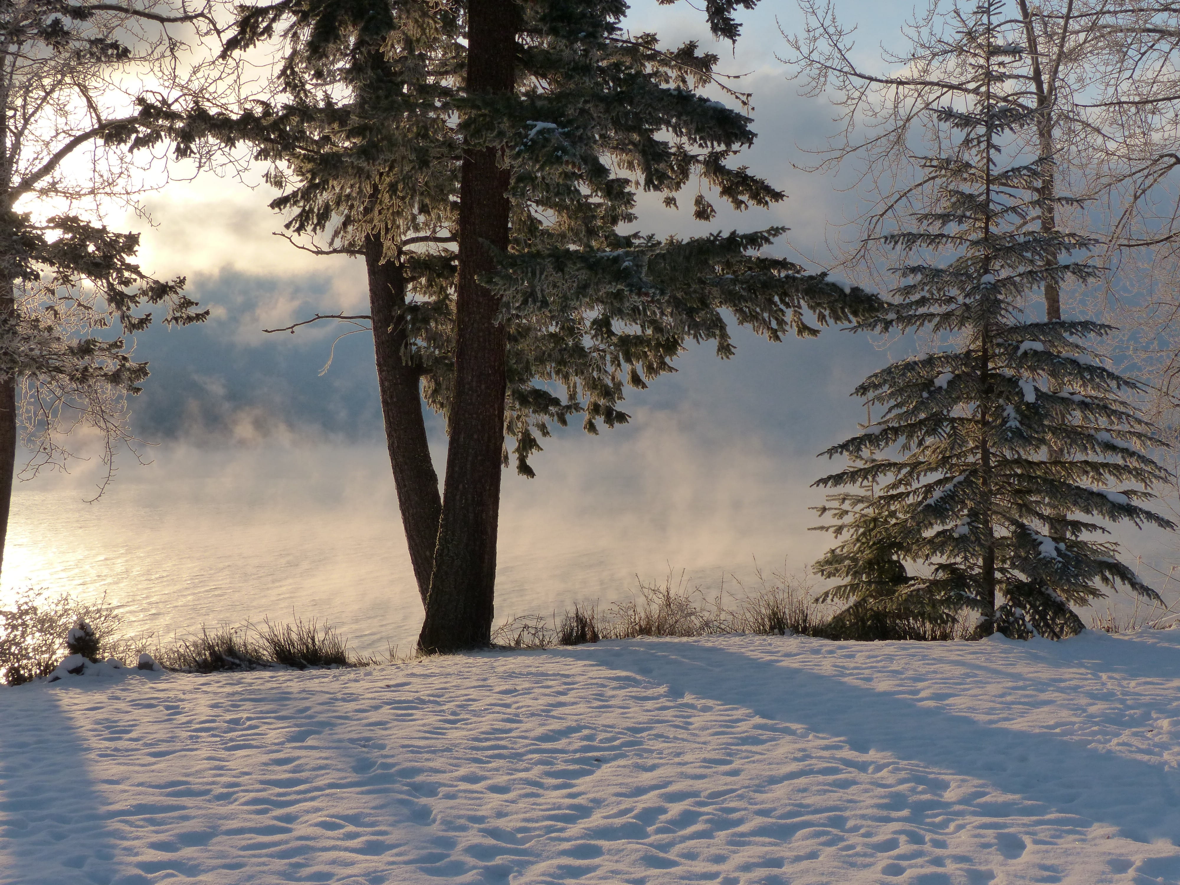 british columbia, environment, cold, coniferous tree, beautiful, day, frigid, weather, snowing, pine, snow, no people, scenery, field, pine tree, tranquil scene, HD Wallpaper
