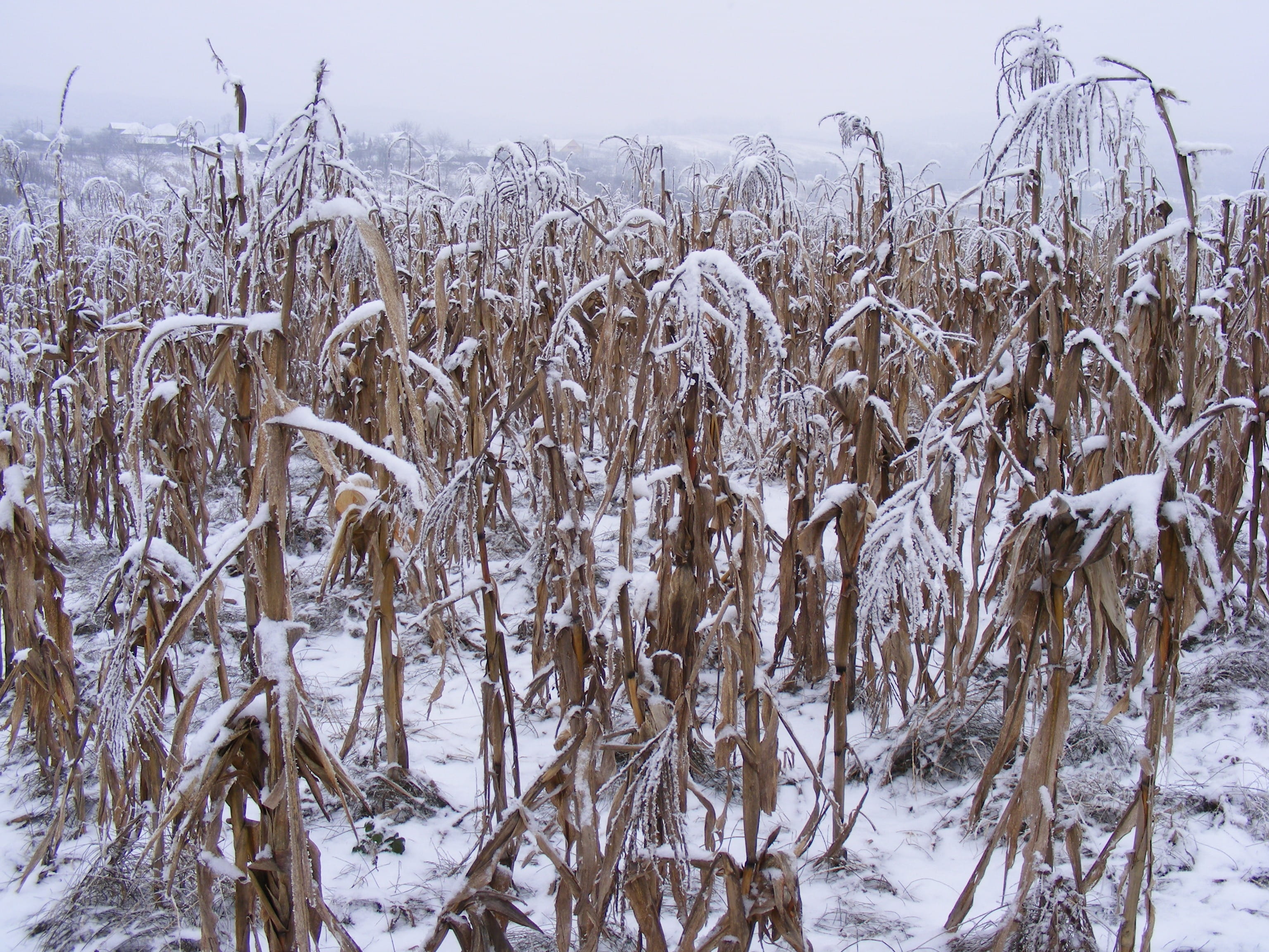 beauty in nature, cold temperature, january, frozen, Plants, 2K, frigid, white color, december, land, Nature, tranquility, weather, no people, ze, ice, HD Wallpaper