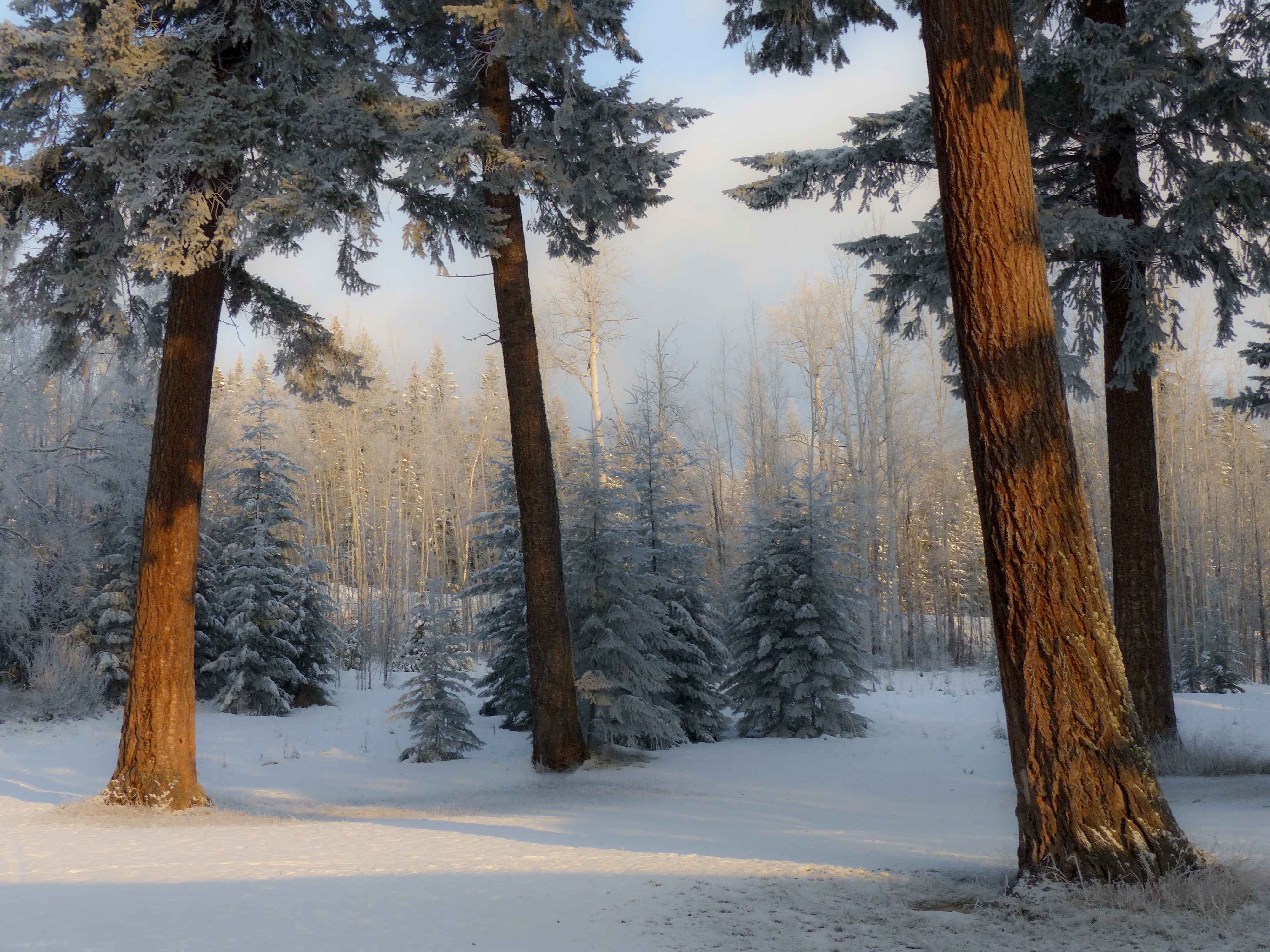 tranquility, colorful, land, british columbia, scenics - nature, early morning, scenic, non-urban scene, lake, taken, tree, outdoors, coniferous tree, frigid, HD Wallpaper