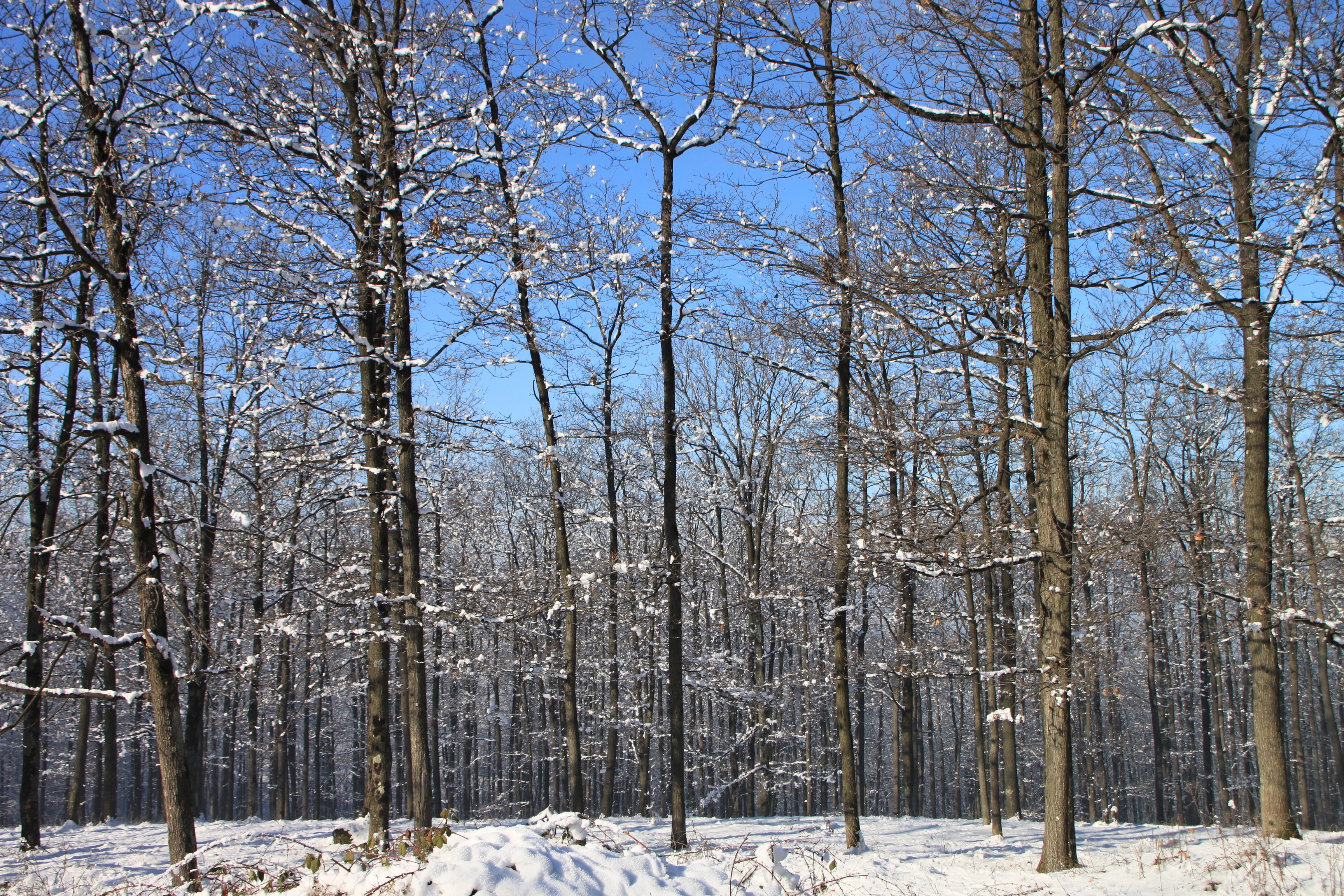 frigid, woods, cold, woodland, snowfall, outdoors, tree, day, bare tree, beauty in nature, tranquil scene, scenics - nature, 2K, no people, frozen, scenic, HD Wallpaper