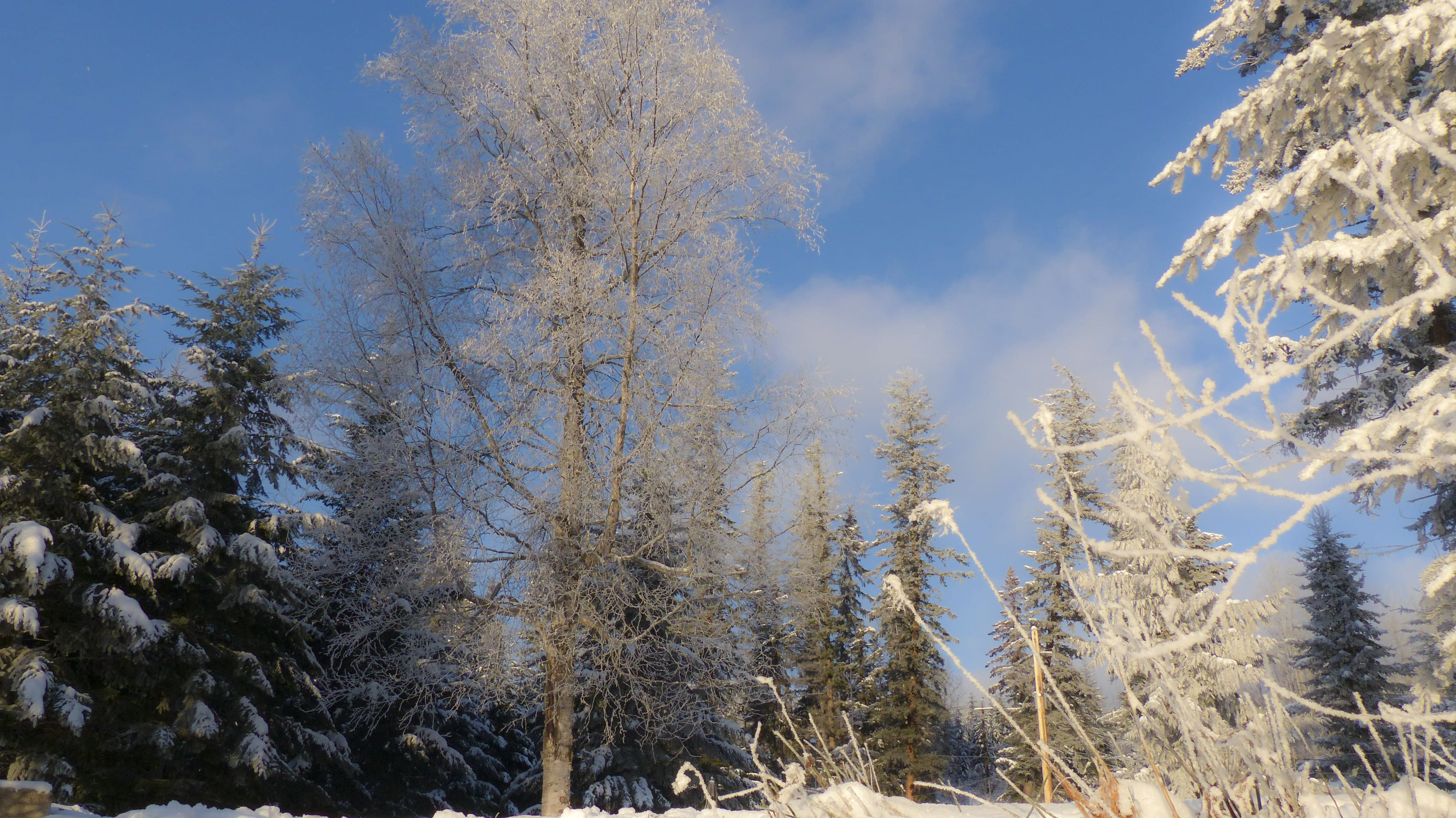 scenics, branch, scenic, outdoors, tranquility, Canada, British Columbia, non-urban scene, Canim Lake, forest, clouds, cold temperature, frost, canim lake, HD Wallpaper