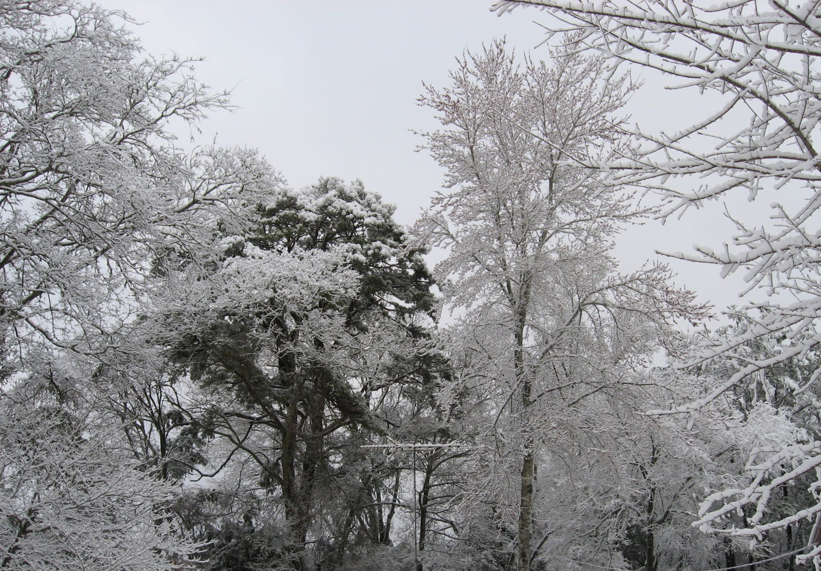 frost, bare tree, seasonal, white, Ice, Season, plant, nature, no people, crisp, fir, needle, covered, cold temperature, wintertime, trees, Winter, field, HD Wallpaper