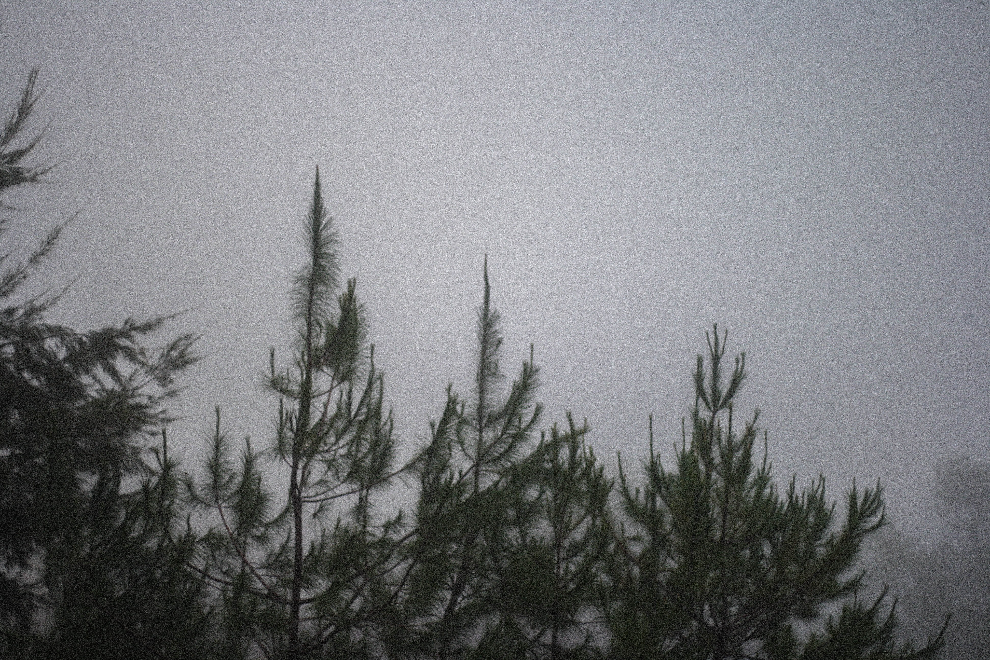 4K, noise, trees, baguio, snowing, winter, low angle view, sky, plant, the forest lodge, growth, philippines, branch, pine tree, tranquil scene, outdoors, HD Wallpaper