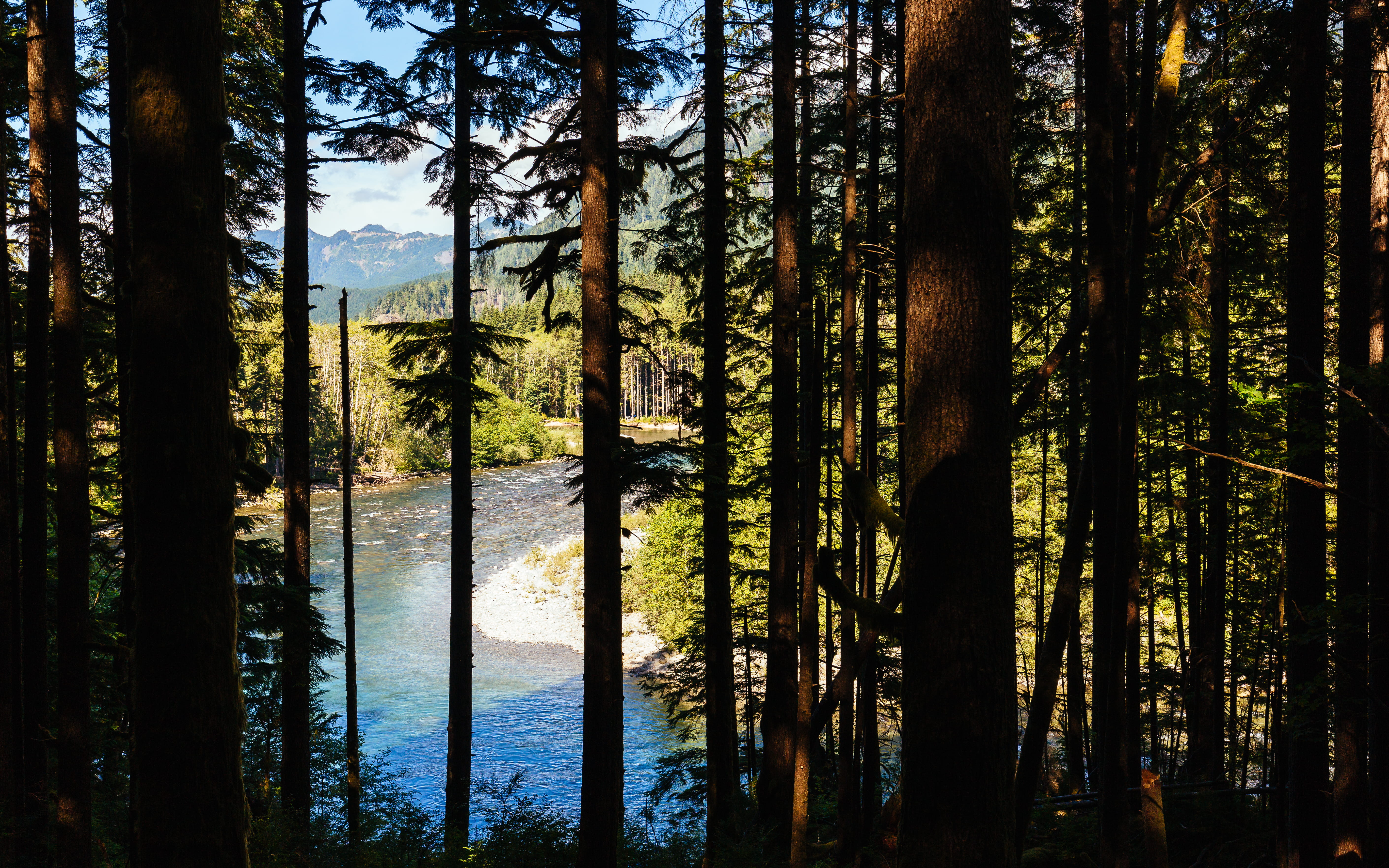 5K, middle fork snoqualmie trailhead, land, beauty in nature, united states, scenics - nature, tree trunk, water, washington state, trunk, landscape, HD Wallpaper