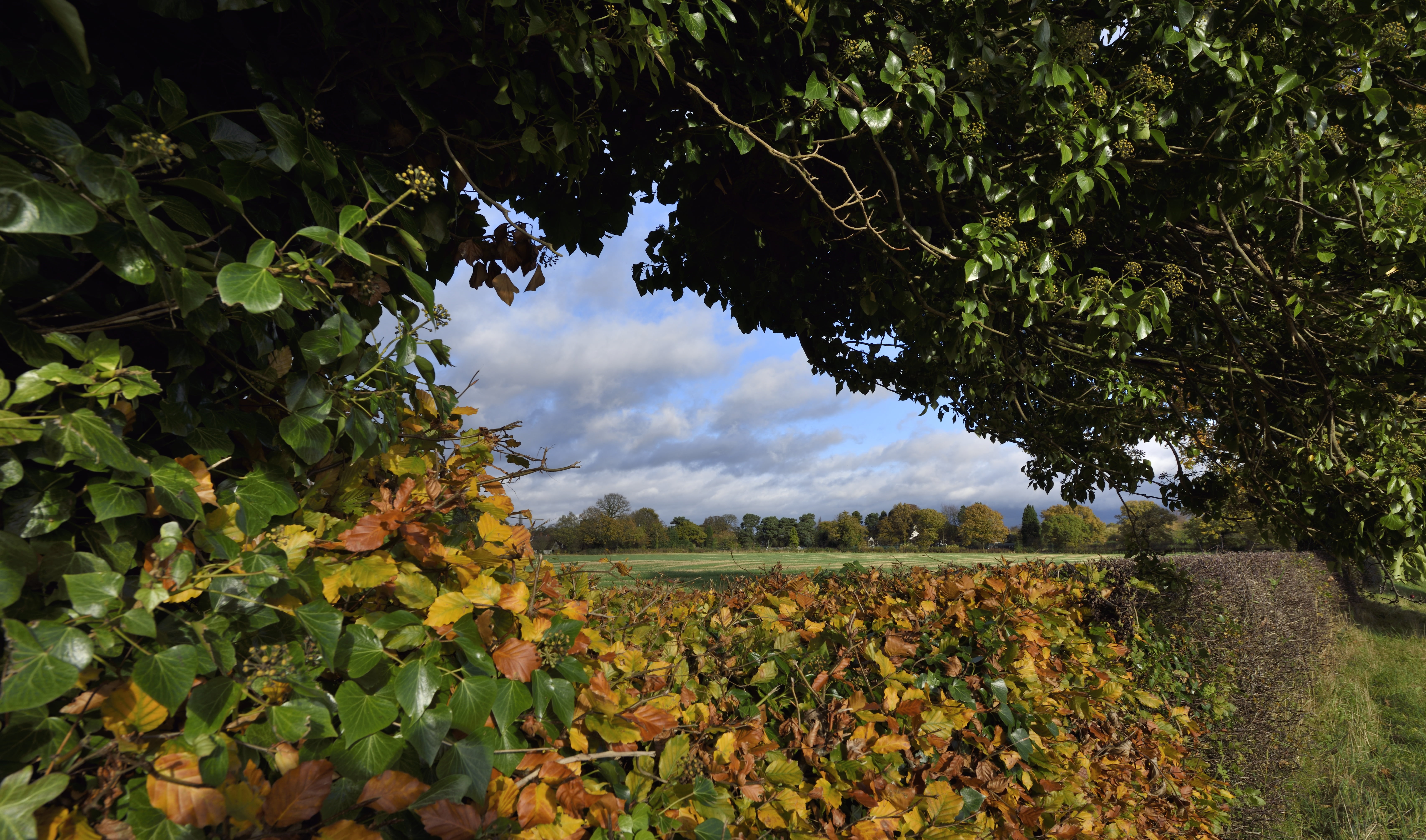 plant part, landscape, hedgerow, northwest, leaf, field, north, sky, land, rural scene, cloud - sky, tourist, day, growth, plantation, agriculture, old, HD Wallpaper