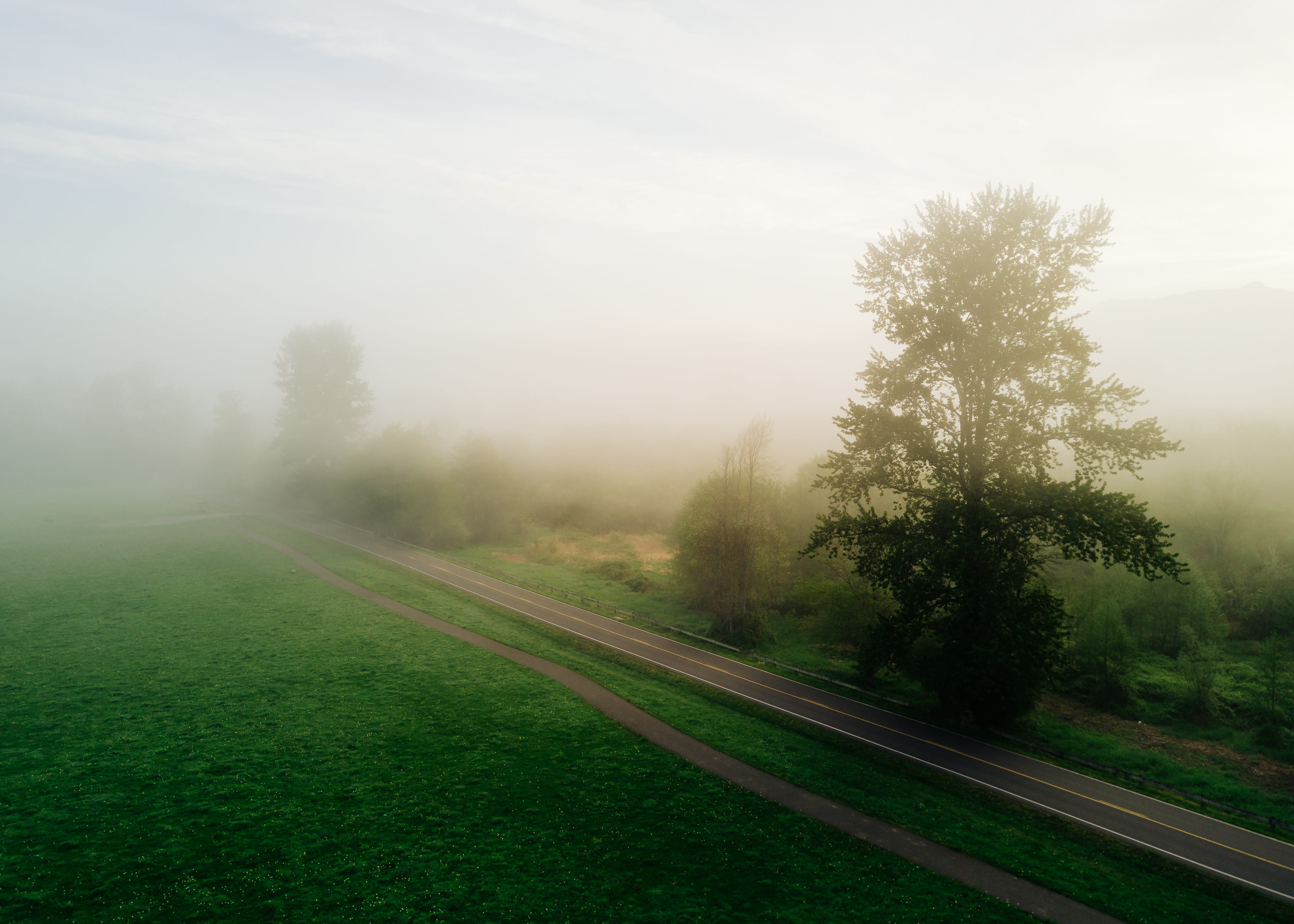 plant, 10100 boalch ave nw, pacific northwest, north bend, outdoors, green color, aerial, drone, washington, dji mavic pro, pnw, day, foggy, nature, land, HD Wallpaper