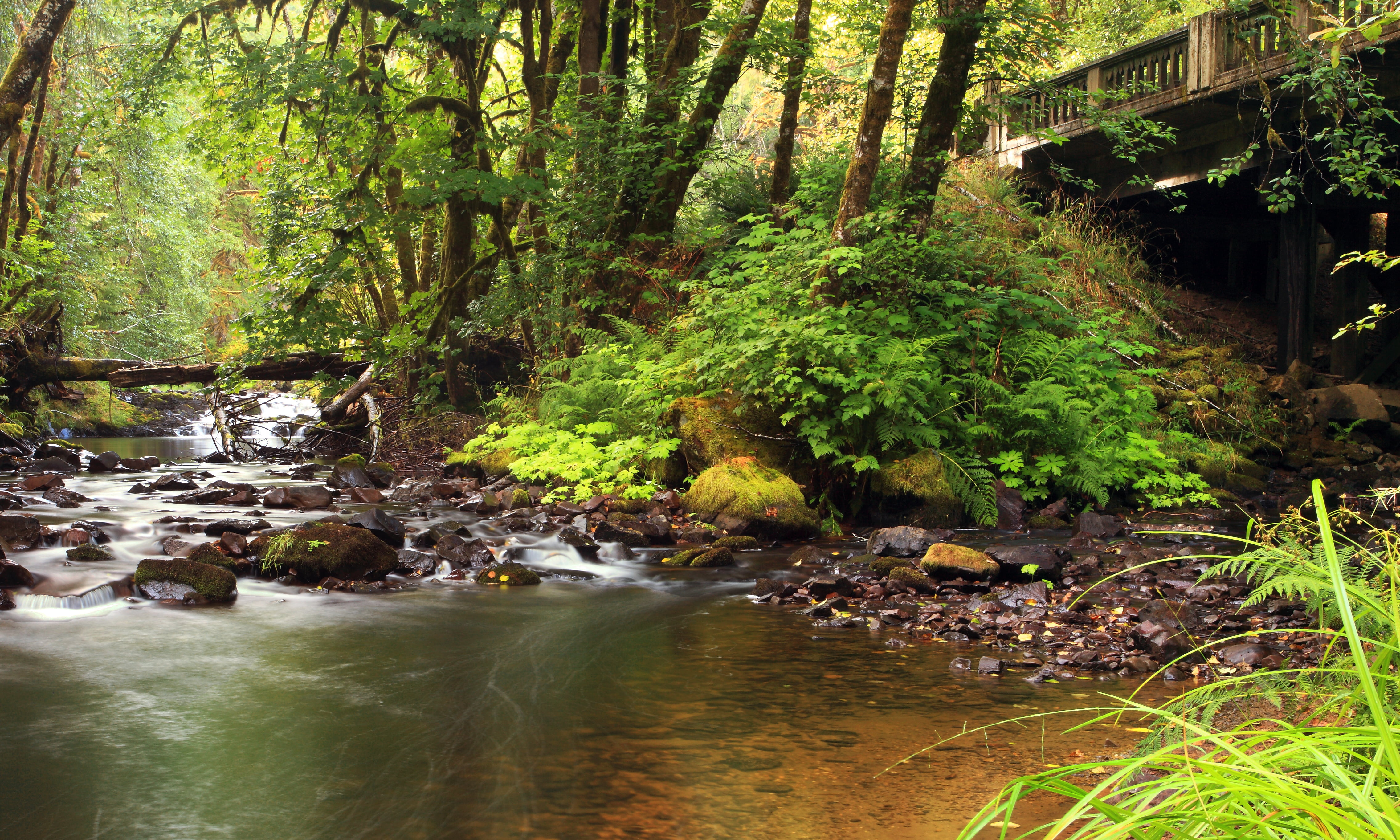 moss, Bridge  River, 4K, forest, North  Fork, landscape, beside, nature, green Color, Nature  Photography, beauty In Nature, North Fork, Water  Flow, stream, HD Wallpaper