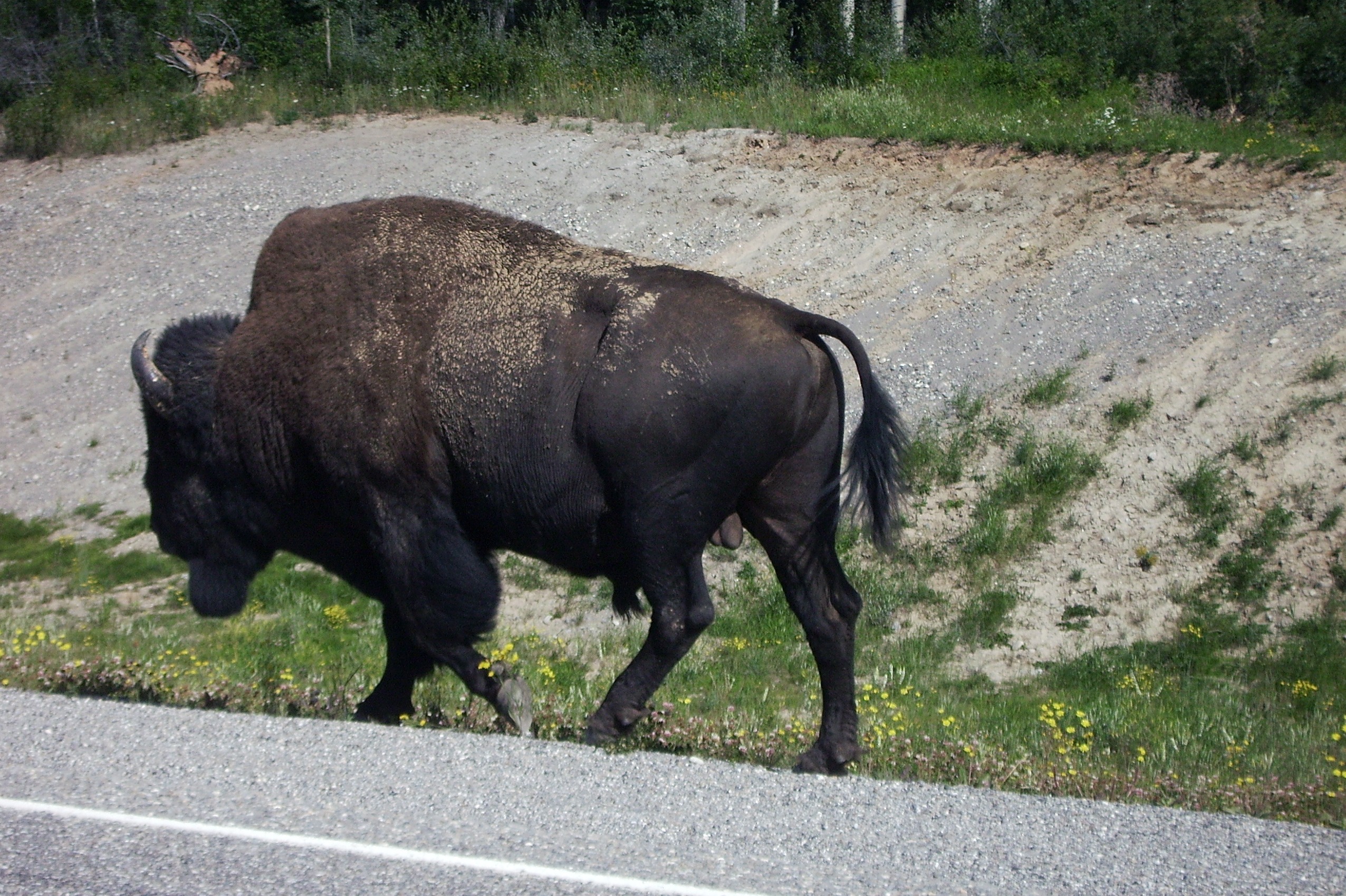 herbivorous, one animal, day, bison, animals in the wild, no people, vertebrate, north, canada, buffalo, full length, animal wildlife, 1080P, walking, HD Wallpaper