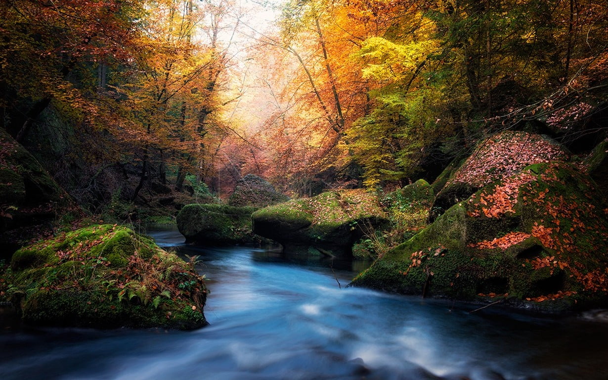 leaves, moss, fall, land, landscape, running water, nature, motion, tranquil scene, trees, sunset, 480P, forest, Czech Republic, blurred motion, scenics - nature, HD Wallpaper