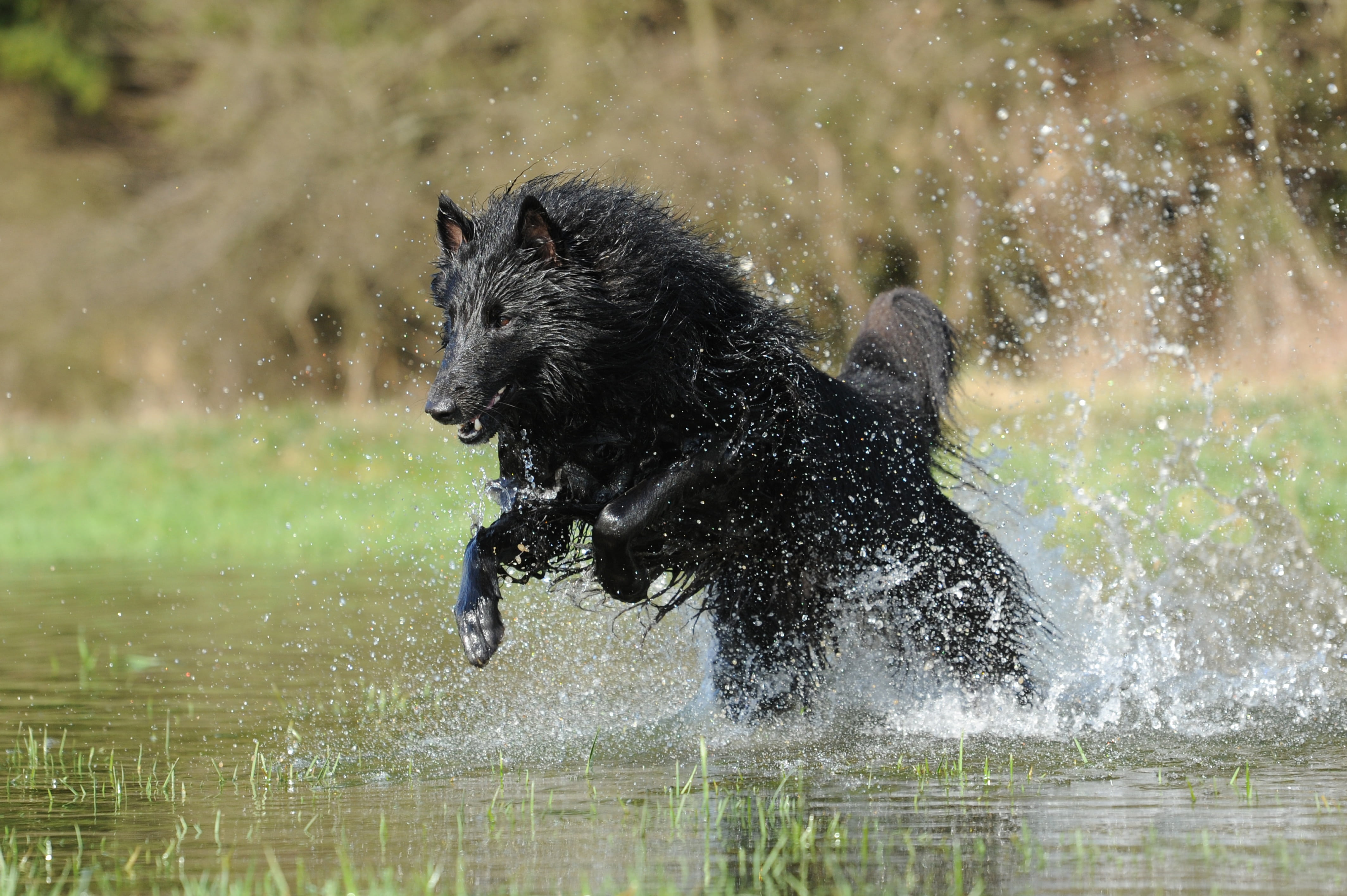splashing, pets, animal, mammal, drop of water, domestic, water, wolf, dog, jump, belgian shepherd dog, one animal, black, motion recording, canine, outdoors, HD Wallpaper
