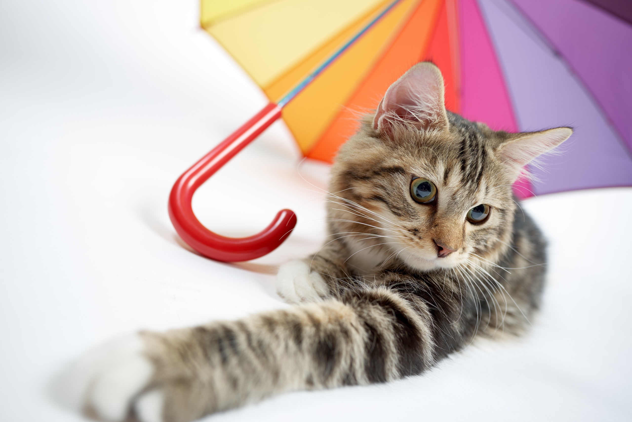 animal, colorful, tabby, young animal, cat, animal eye, hair, feline, one animal, indoors, whisker, animal head, animal hair, looking, pets, lying down, HD Wallpaper
