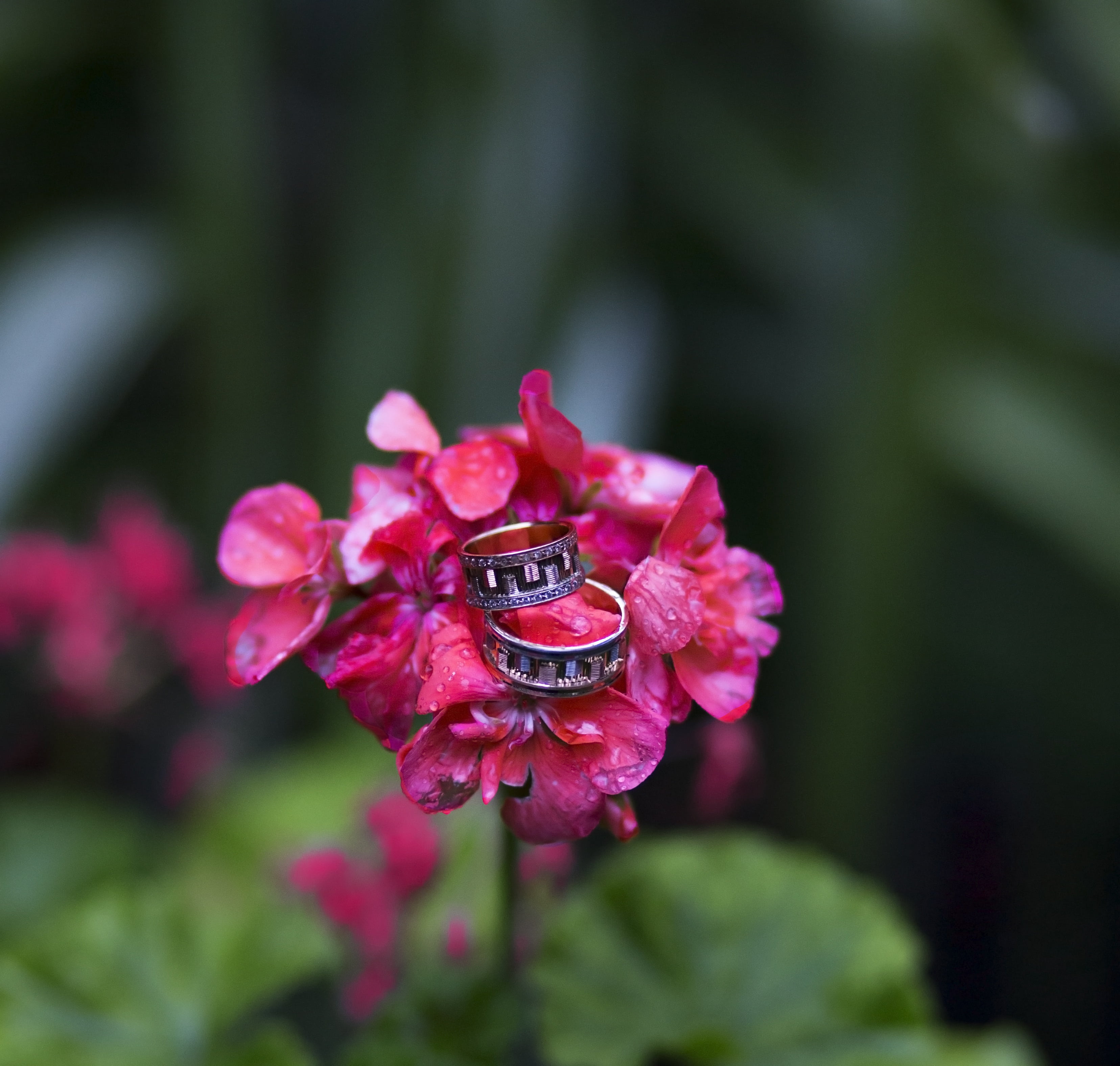 inflorescence, plant, one animal, close-up, son in law, petal, no people, gaba, wedding, fragility, outdoors, day, 2K, double, wedding ring, bride groom, HD Wallpaper