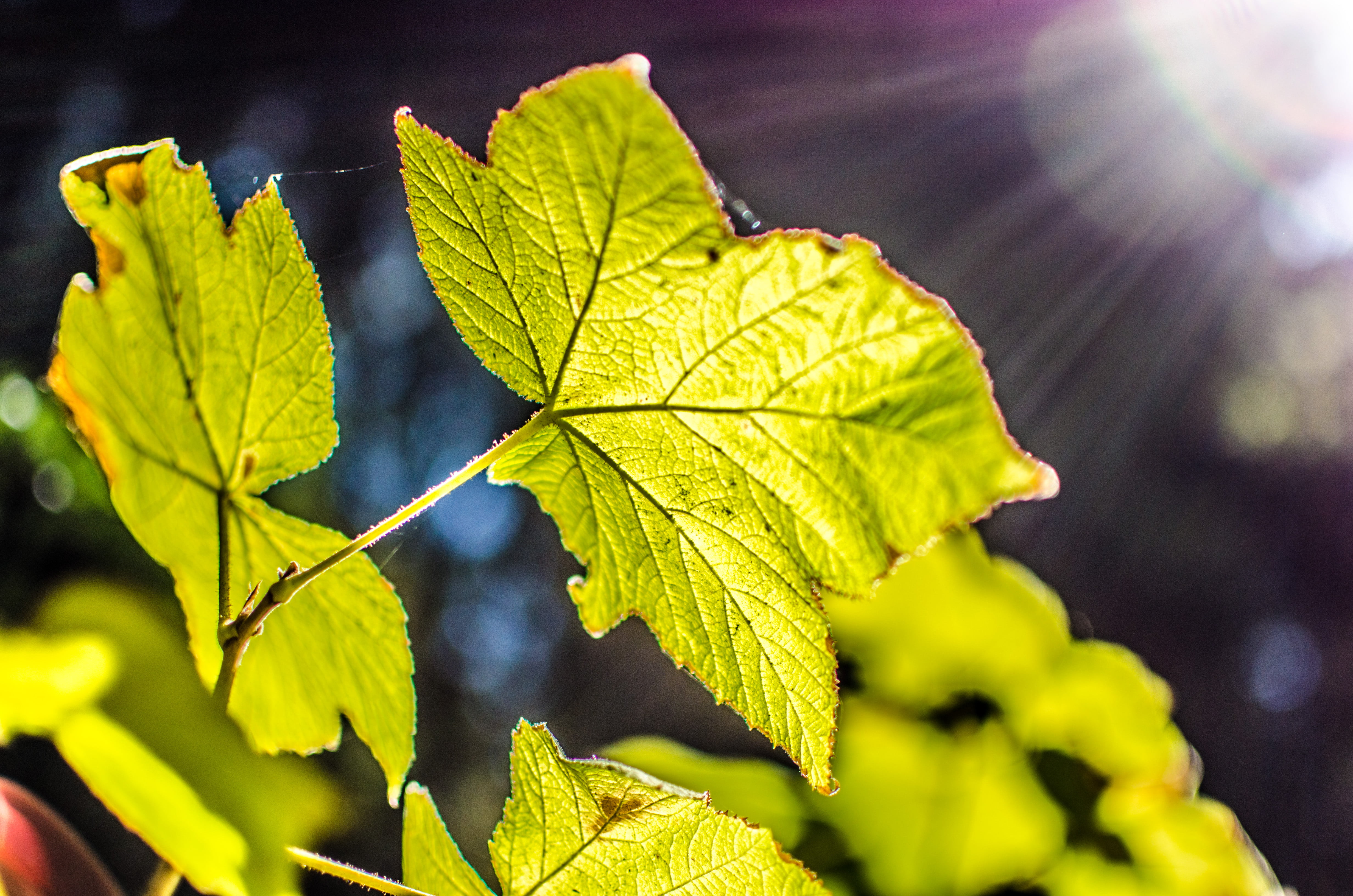 Nature, shallow, season, backgrounds, forest, Plant, shallow focus, Sun, 4K, focus, Leaf, photography, tree, freshness, Life is Beautiful, Bush, green, HD Wallpaper