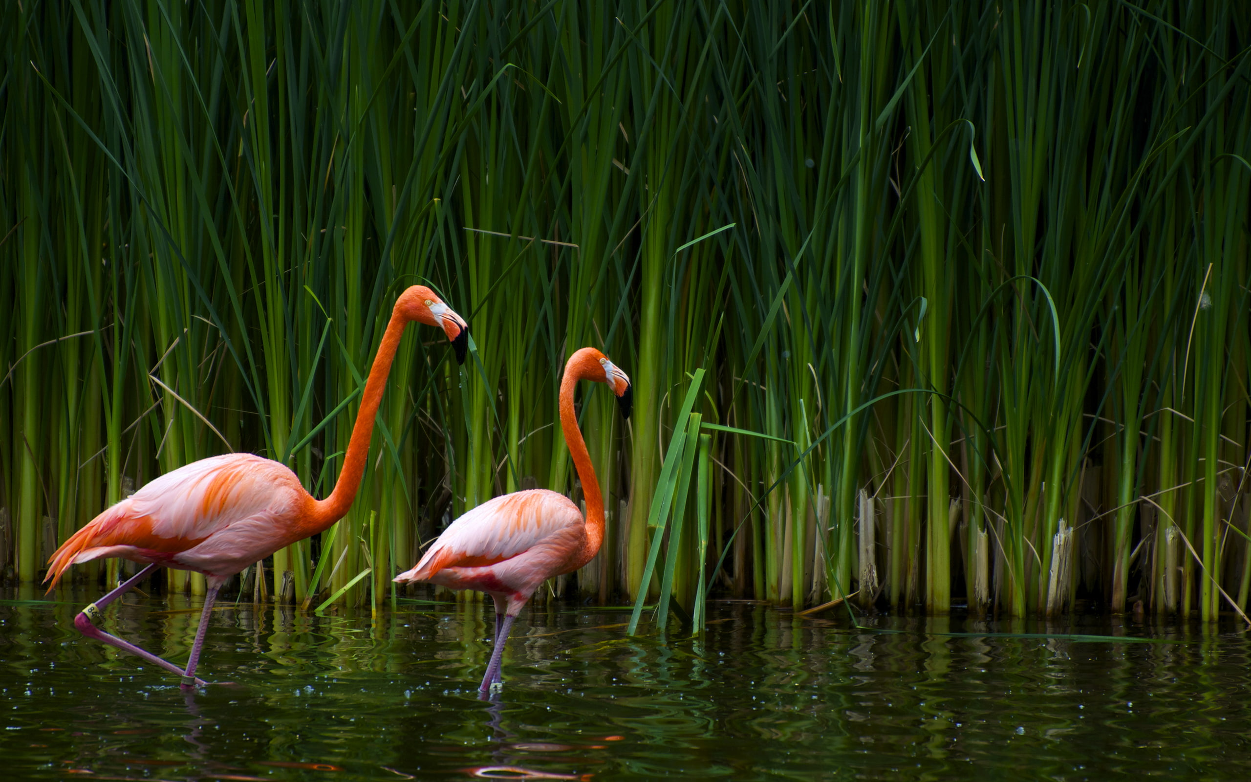 day, waterfront, Flamingo, flamingos, plant, pink color, reflection, beauty in nature, animals in the wild, two, bird, 2K, water, cane, vertebrate, lake, HD Wallpaper