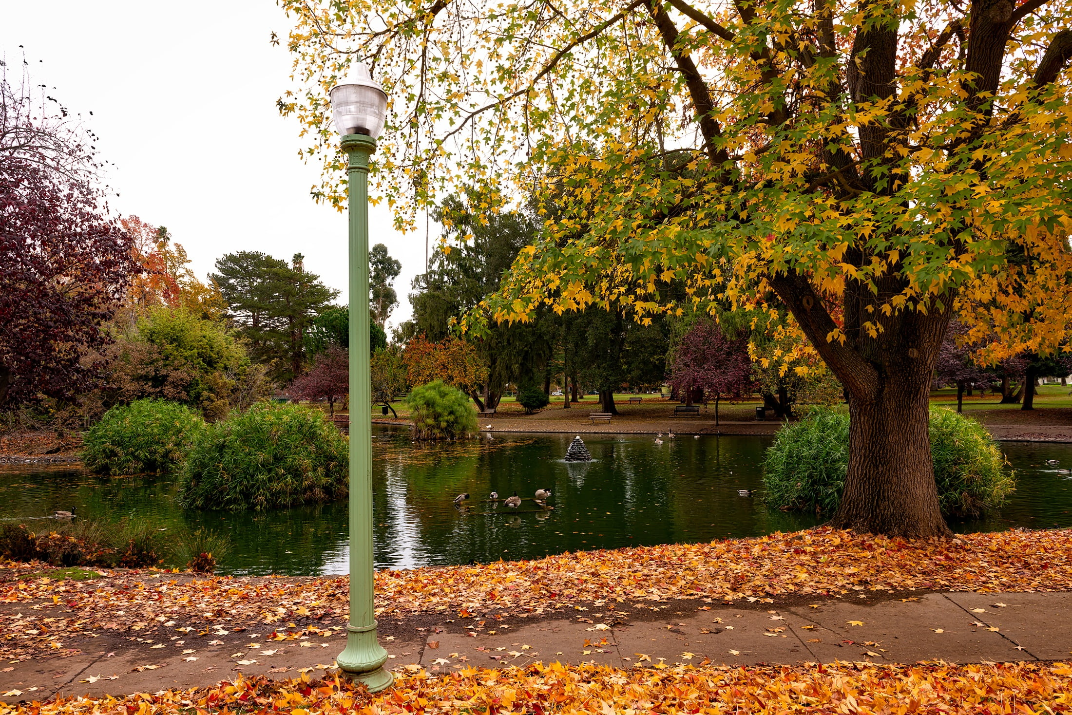 no people, reflections, landscape, 1080P, ducks, tranquil scene, tree, lamppost, scenics - nature, green, growth, street, sacramento, change, autumn collection, HD Wallpaper