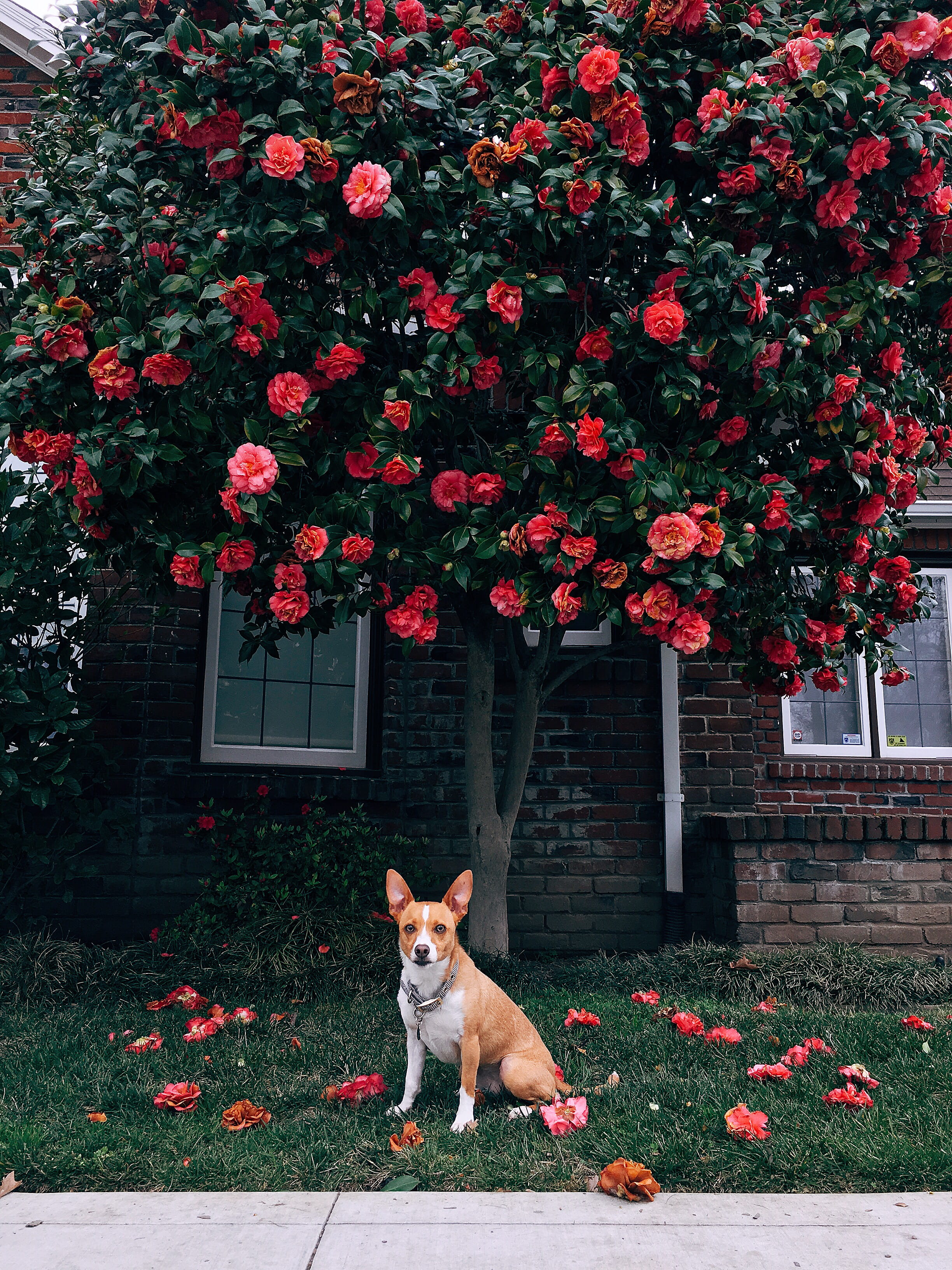vertebrate, plant, united states, day, pets, domestic animals, one animal, jack russell, canine, dog, nature, rescue dog, animal, growth, flowering plant, Phone HD Wallpaper