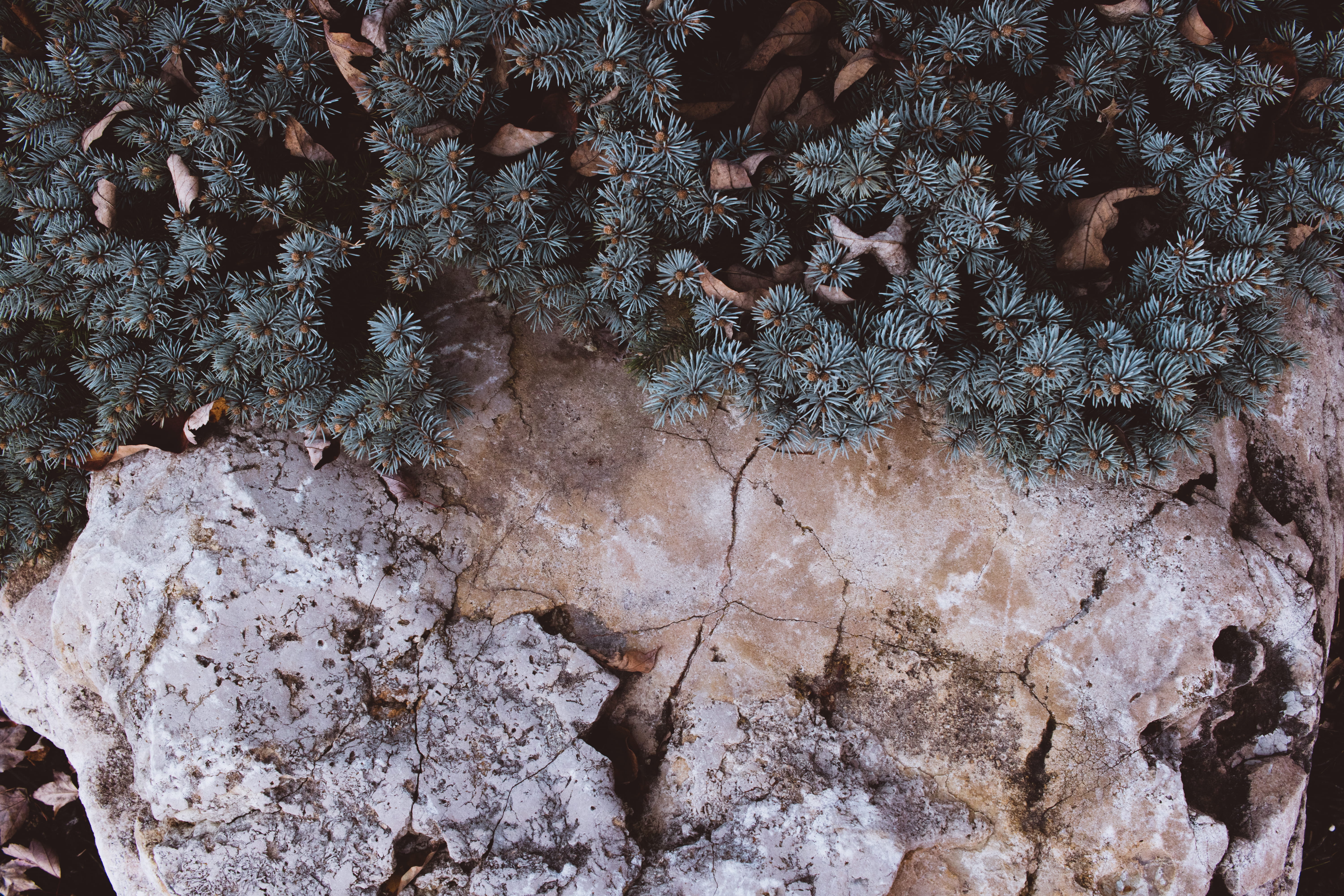 plants, nature, brown, 5K, high angle view, rock - object, growth, tranquility, cliff, cold temperature, stone, full frame, aerial view, no people, rock, HD Wallpaper