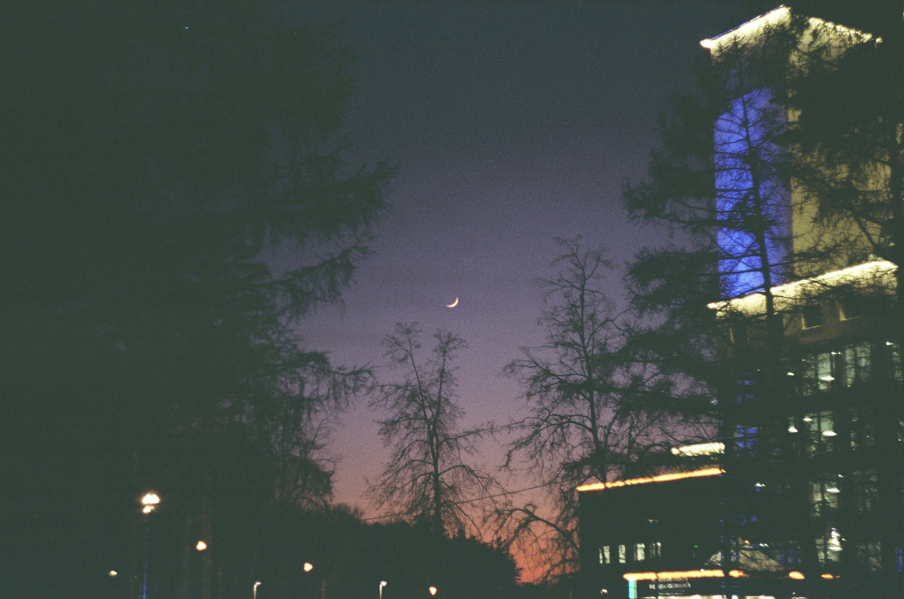 tree, nature, neon, sky, 2K, city, zenit ttl, illuminated, building exterior, dark, russia, full moon, low angle view, соединенные штаты америки, 35mm, HD Wallpaper