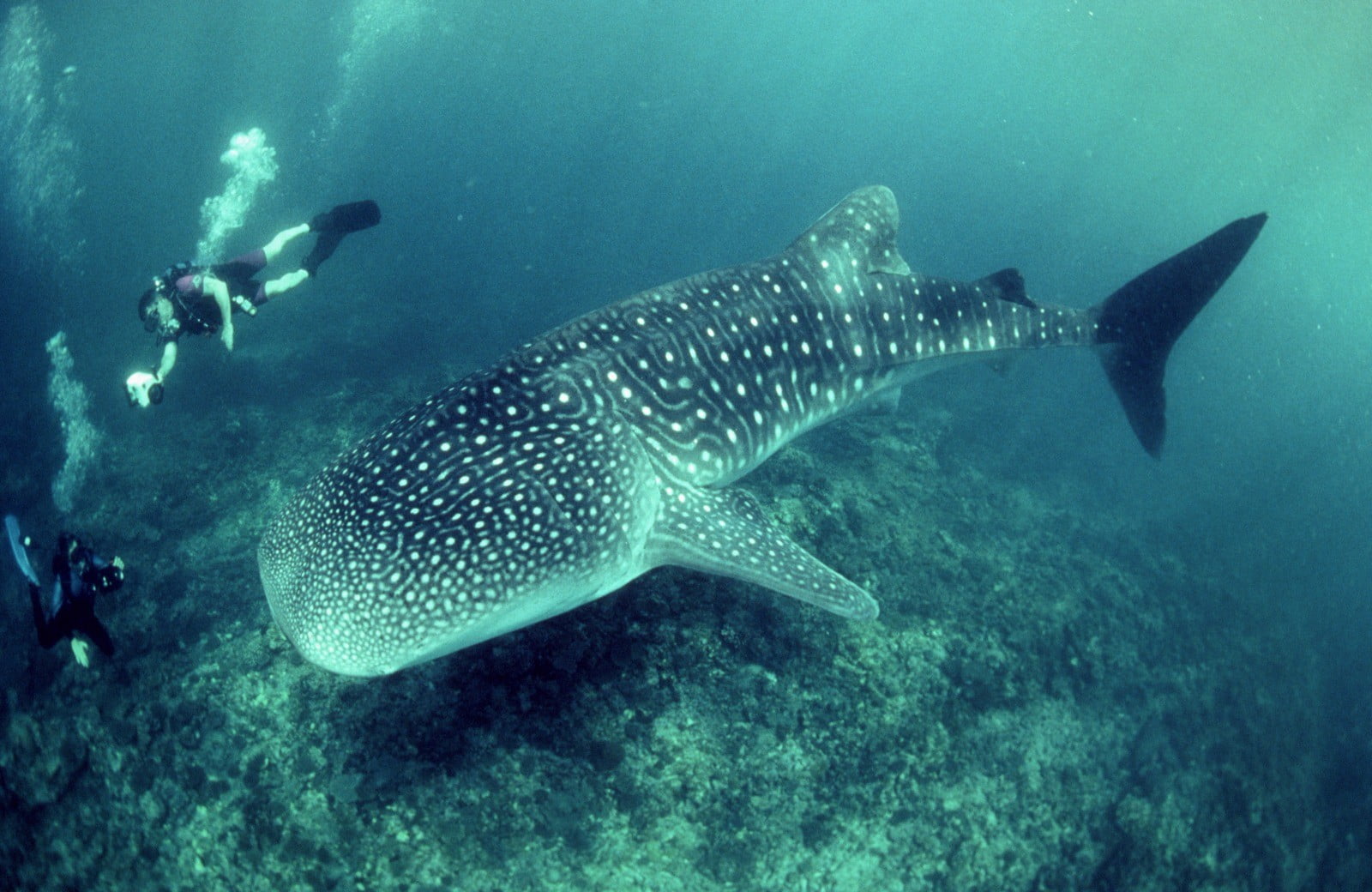 vertebrate, whale shark, whale, animal, white, water, animal themes, sea, beauty in nature, underwater, sport, swimming, animals in the wild, black, marine, HD Wallpaper