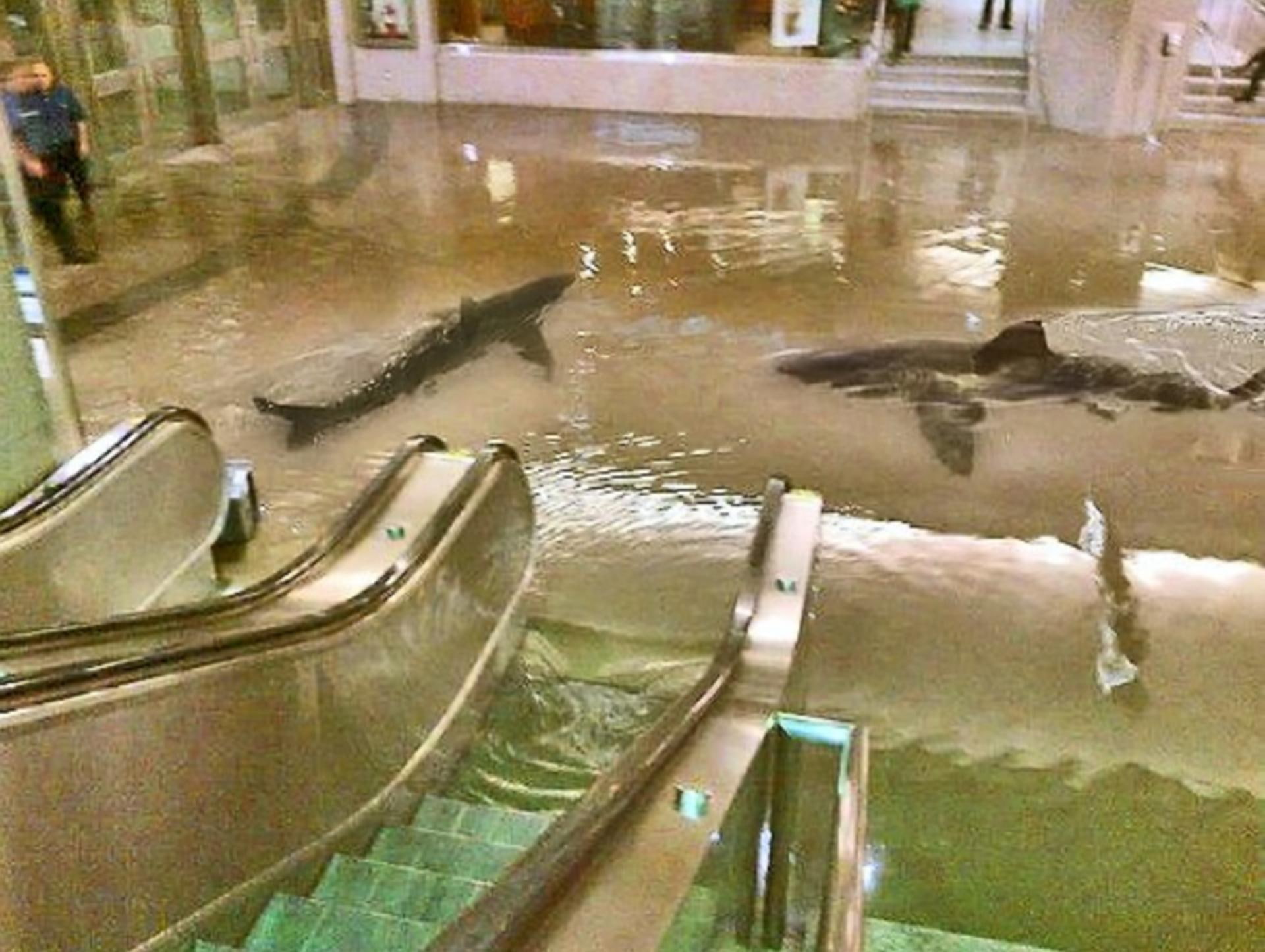 animals, other, sale, big, shopping, sharks, mall, going, 1080P, HD Wallpaper