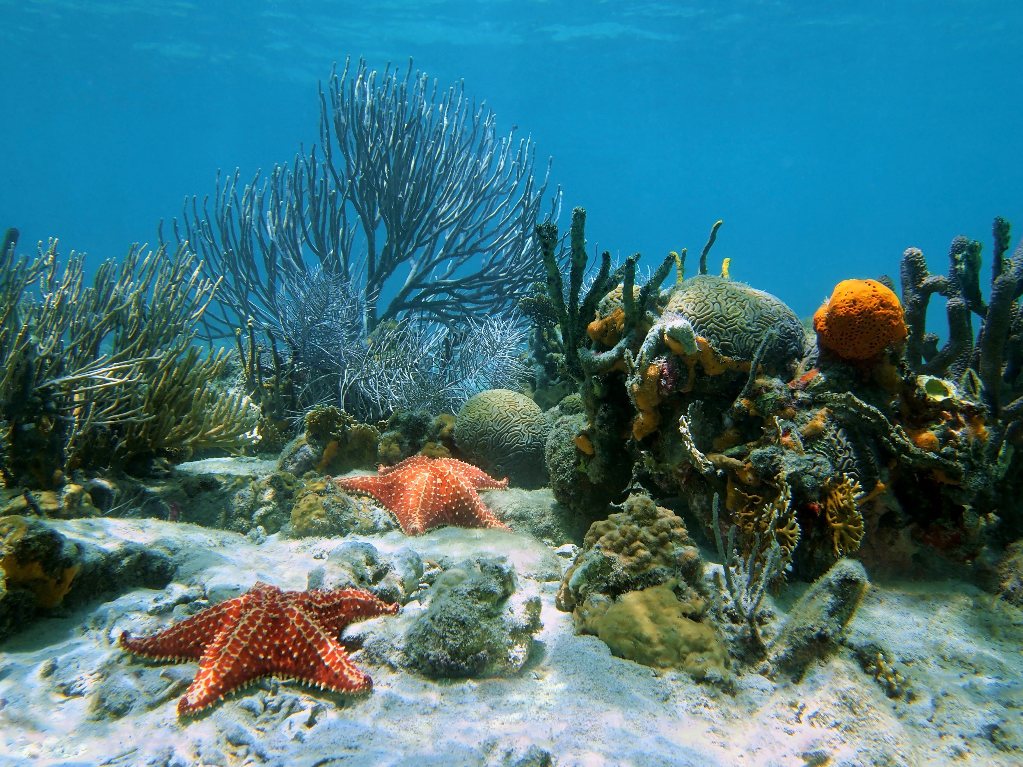 no people, tropical Climate, group of animals, ecosystem, underwater, scuba Diving, animal themes, red, snorkeling, deep, hard Coral, animals in the wild, HD Wallpaper