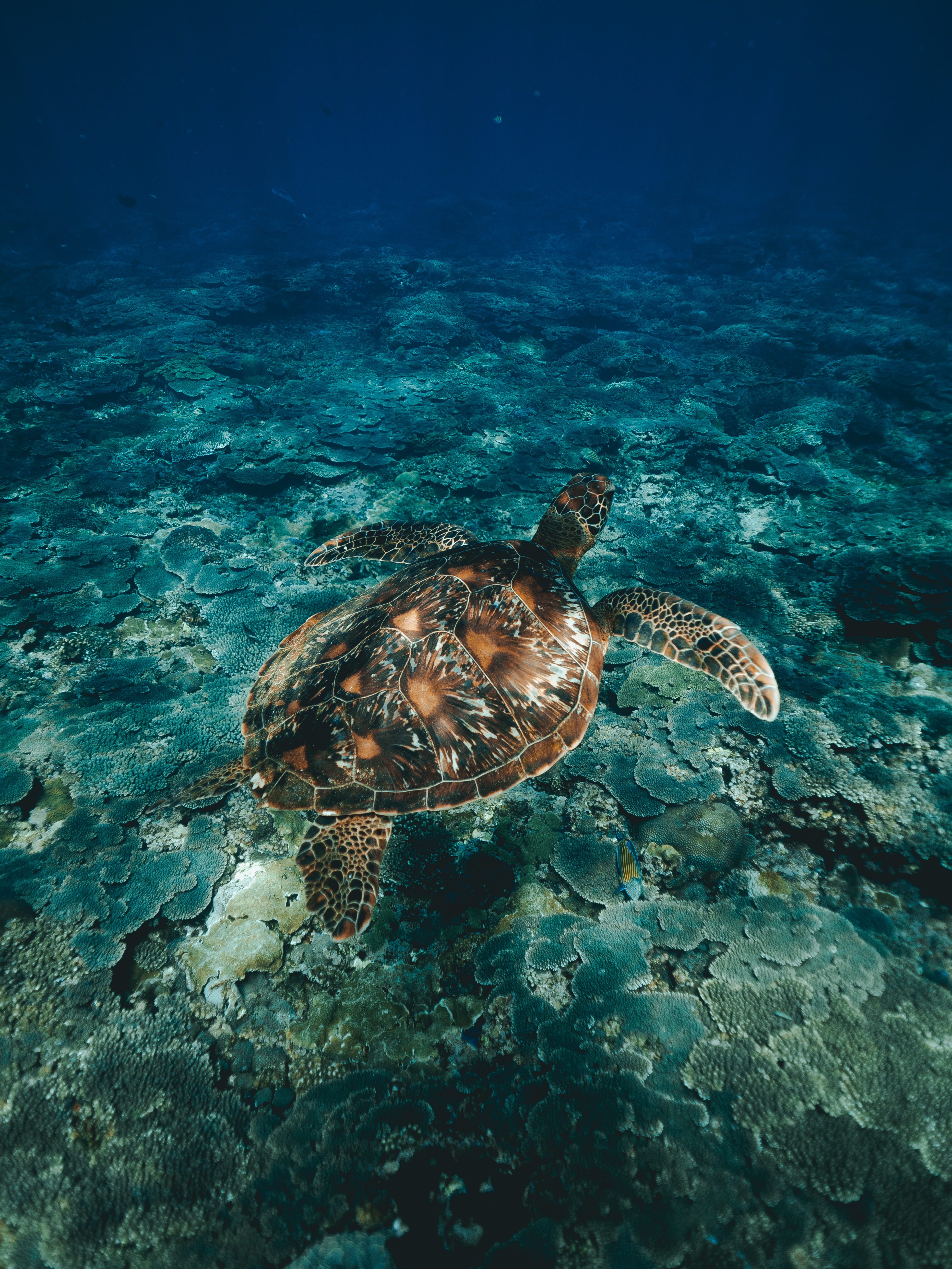 invertebrate, no people, undersea, one animal, nature, swimming, diving, travel, holiday, vacation, beauty in nature, turquoise colored, sea turtle, snorkeling, Phone HD Wallpaper