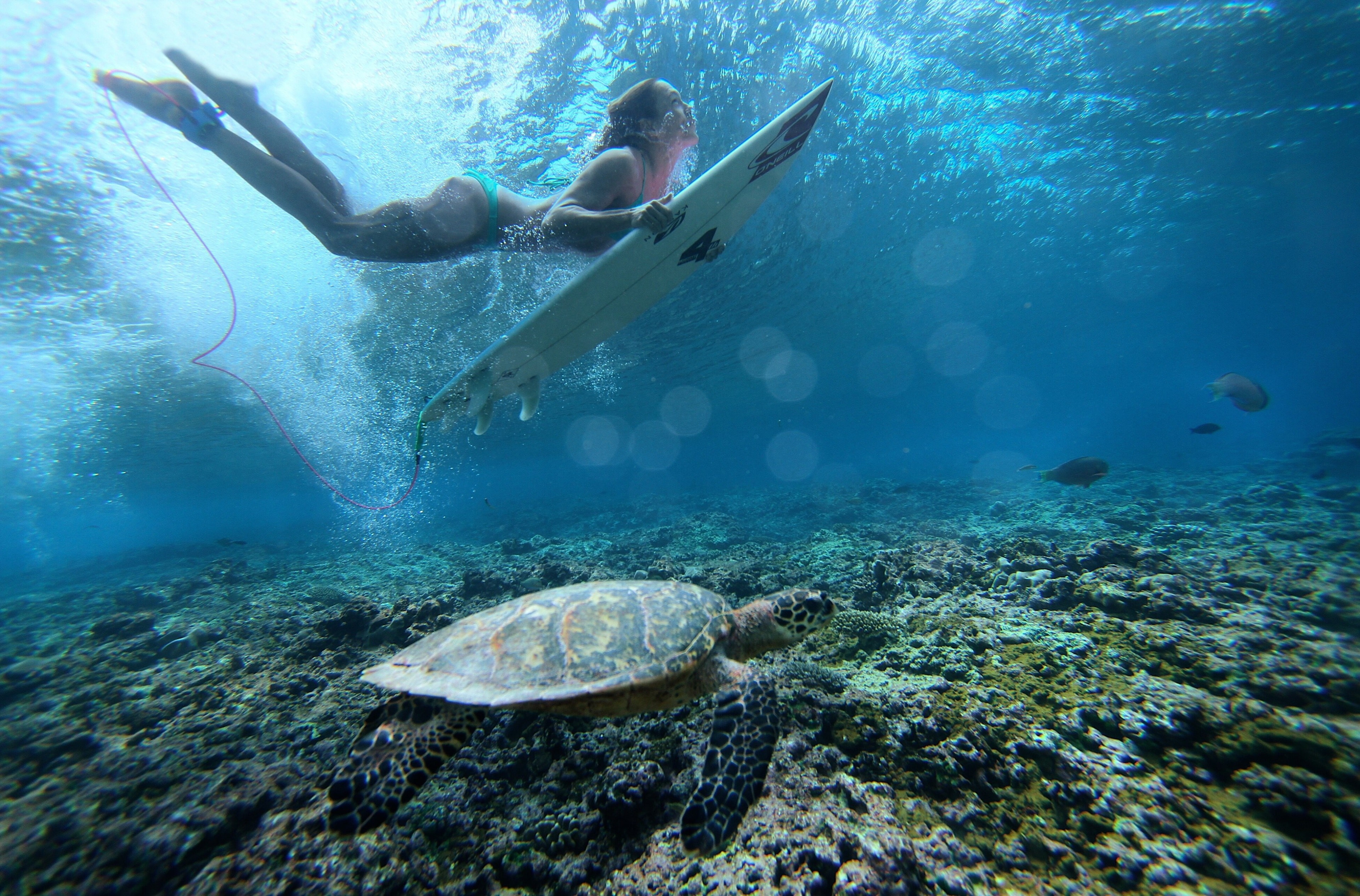 animal wildlife, aquatic sport, nature, sea life, undersea, water, marine, surfing 4k desktops, animals in the wild, full length, sport, adventure, 4K, HD Wallpaper