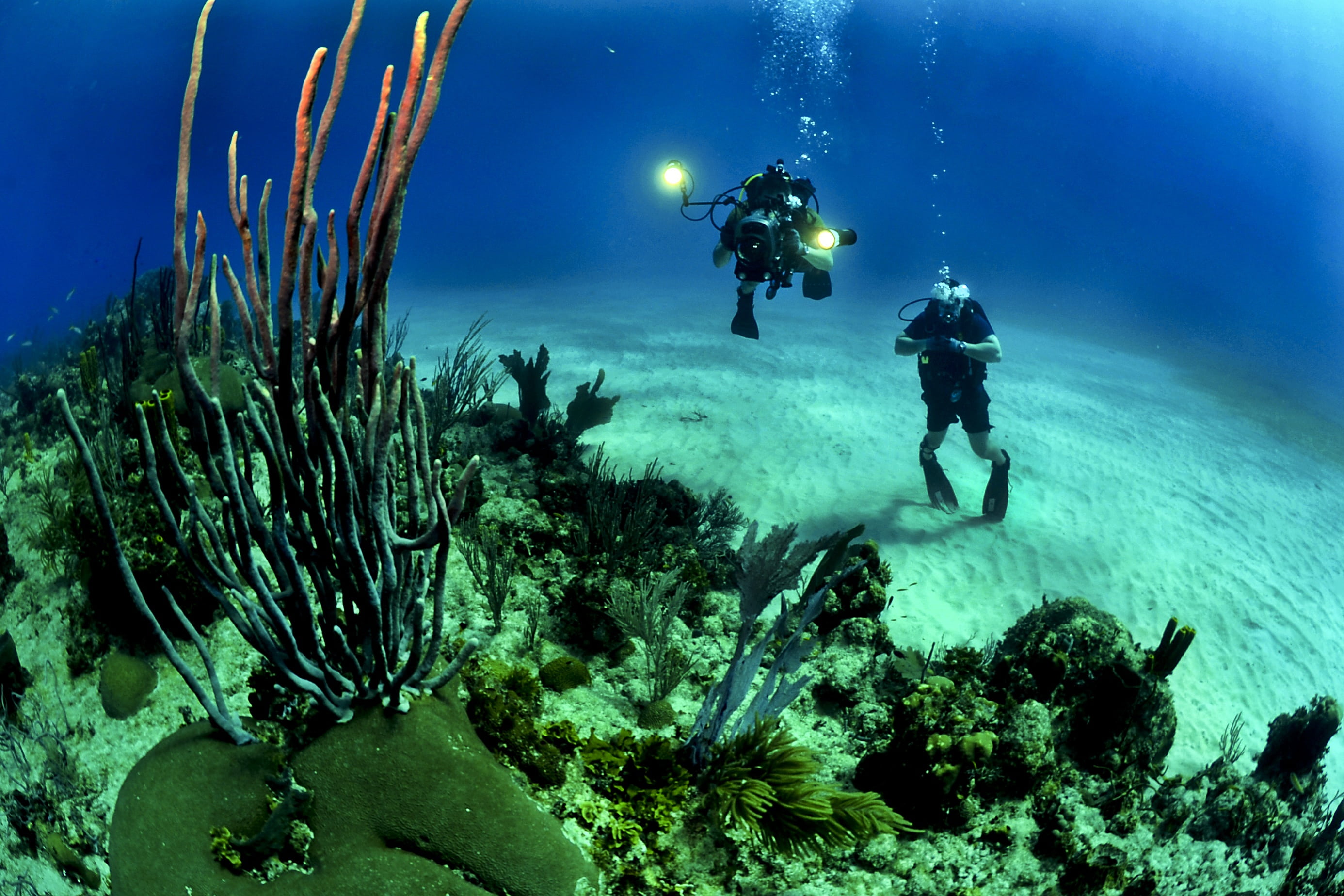 exploration, diving, invertebrate, nature, picture, swimming, divers, water, scuba Diving, undersea, navy, training, reef, sea, daytime, animal, aqualung - diving equipment, HD Wallpaper