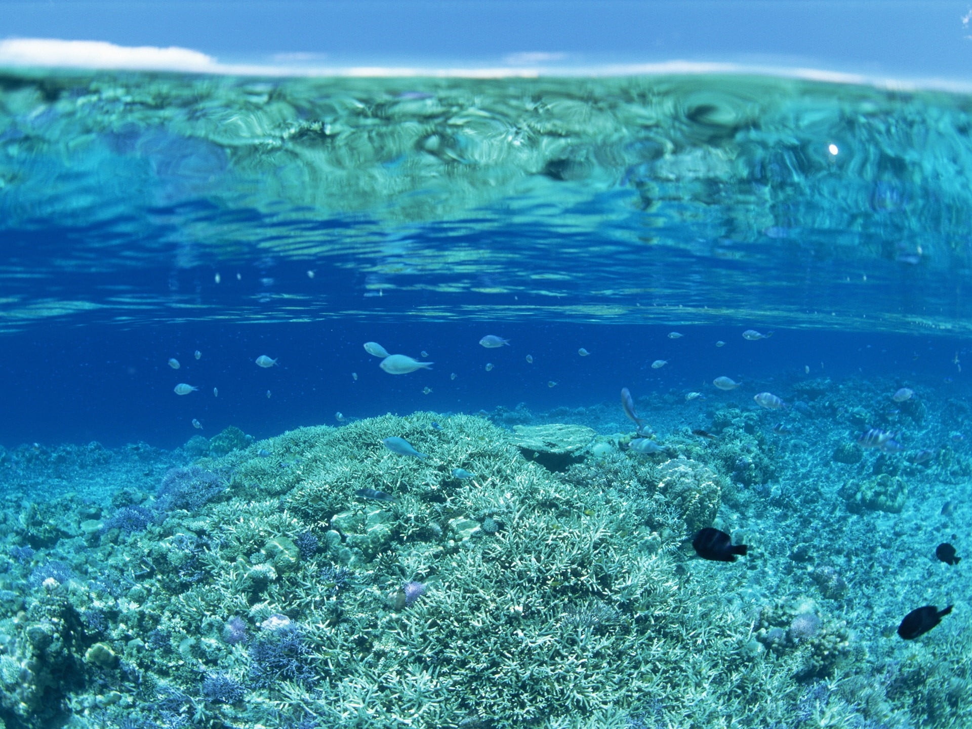 island, deep, snorkeling, turquoise colored, swimming, day, swimming Animal, beauty In Nature, below, surface level, animal wildlife, scuba Diving, nature, HD Wallpaper