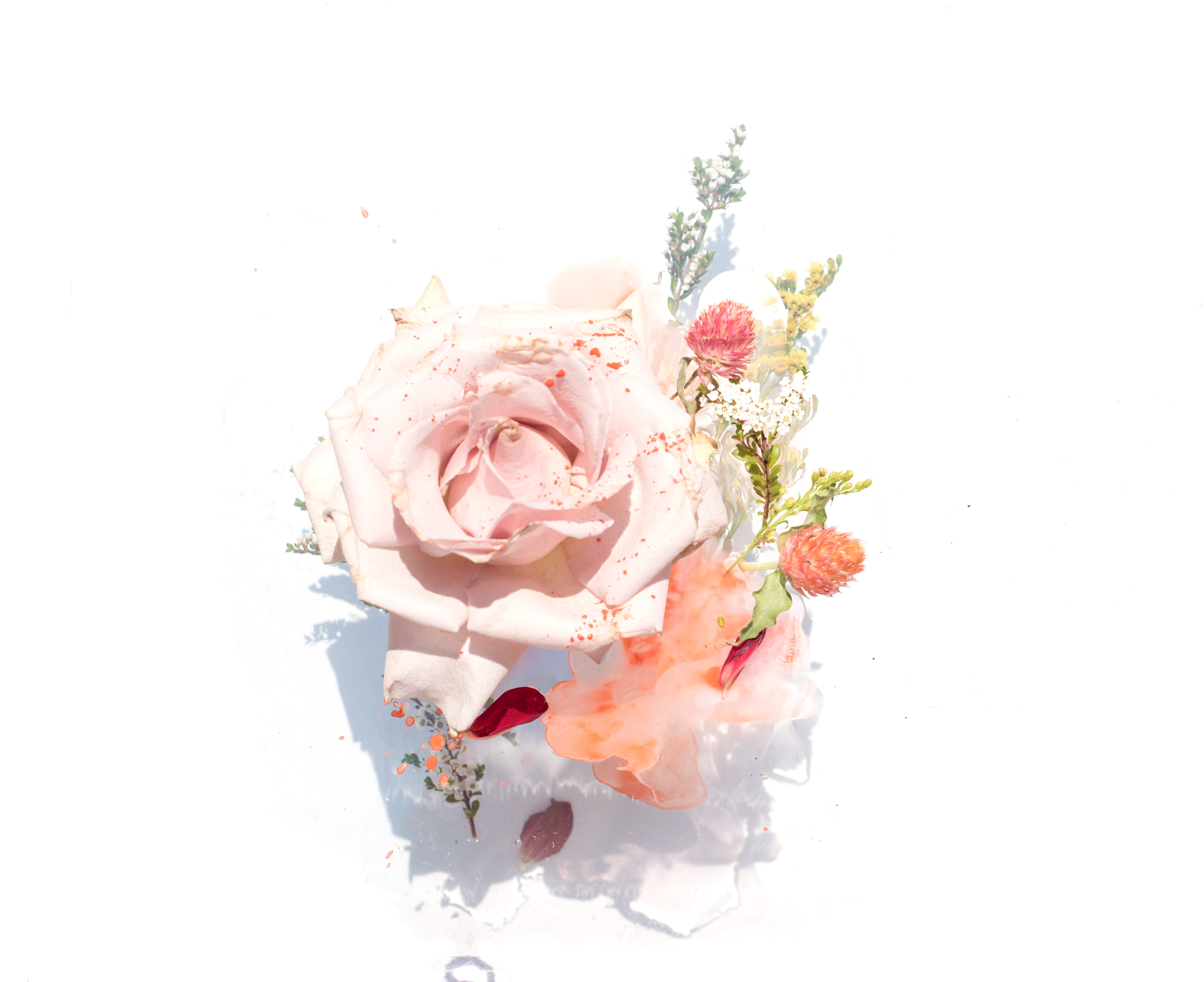 flower head, vulnerability, drop, plant, studio, nature, rose - flower, studio shot, beauty in nature, freshness, pink, simple, floral, minimal, bunch of flowers, HD Wallpaper