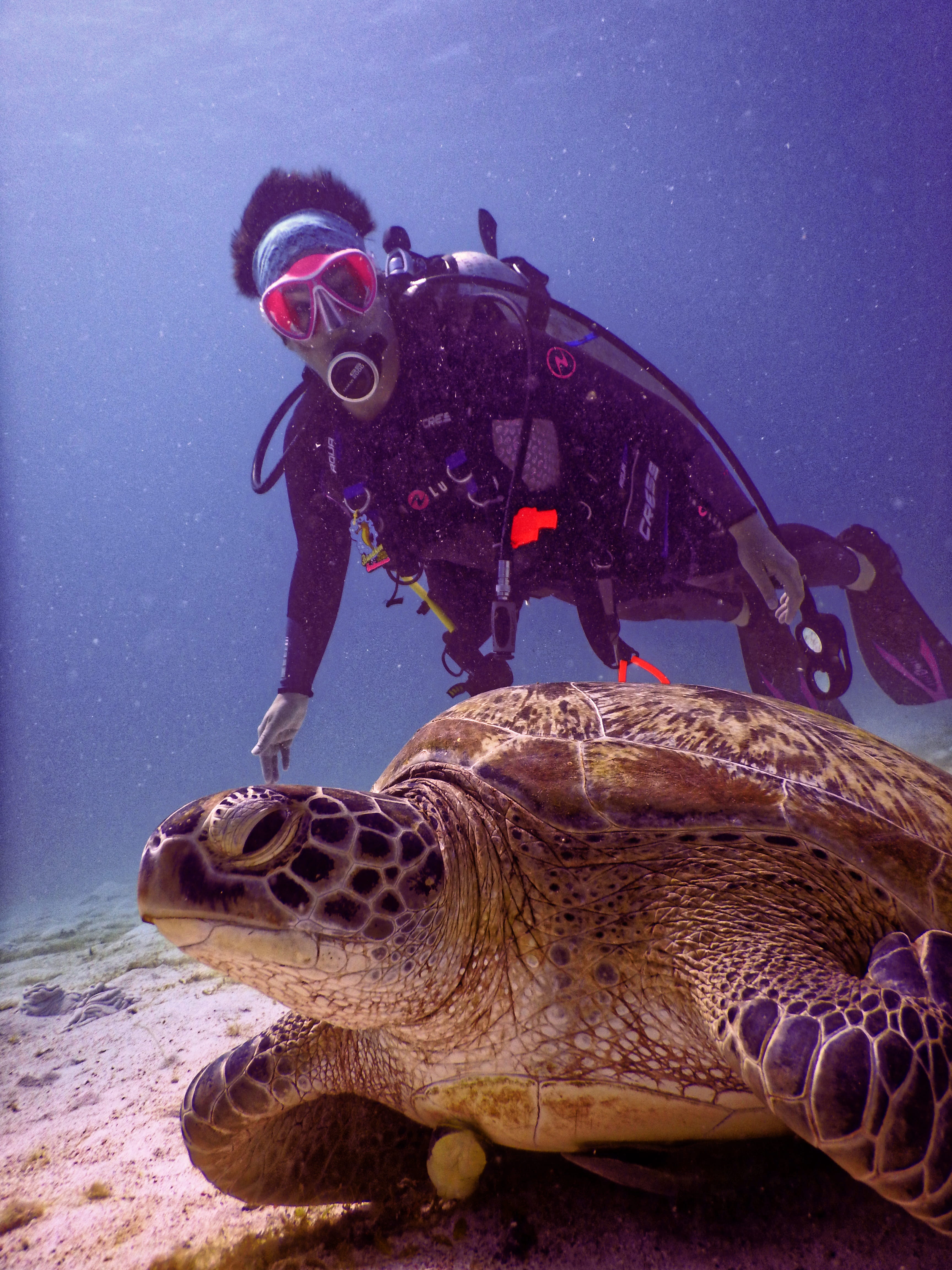 animal wildlife, sea turtle, scuba diving, water, mouth open, one animal, reptile, coral, outdoors, scuba, salt water, close-up, ocean, underwater, sea, Phone HD Wallpaper