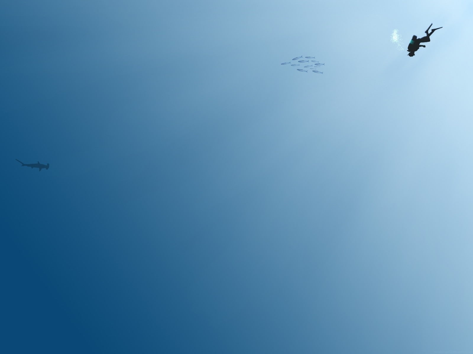 720P, underwater, divers, sea, HD Wallpaper