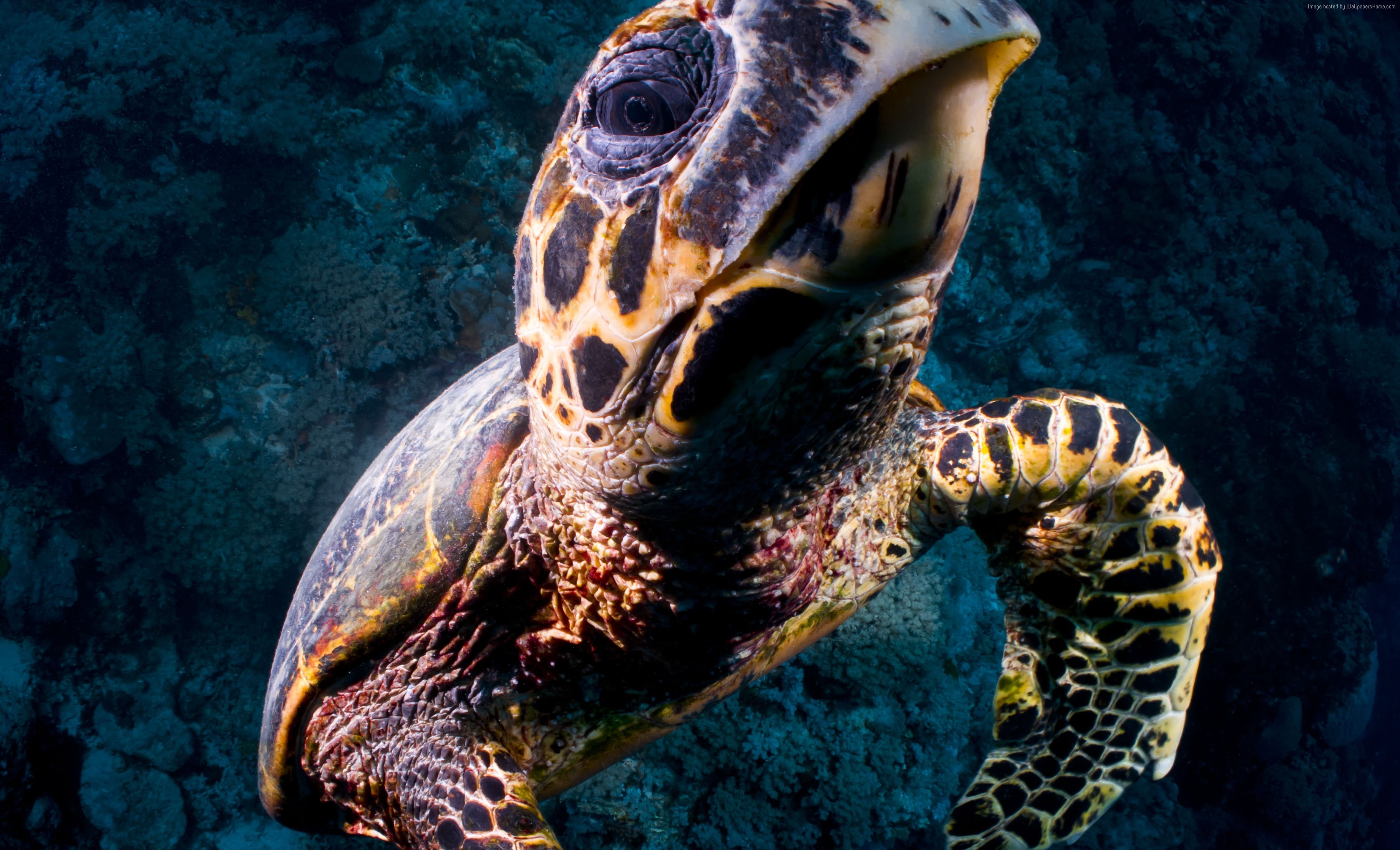water, Bloody Bay Wall, Little Cayman, Caribbean, underwater, sea, 2K, tourism, diving, Turtle, bottom, ocean, blue, gopro, HD Wallpaper