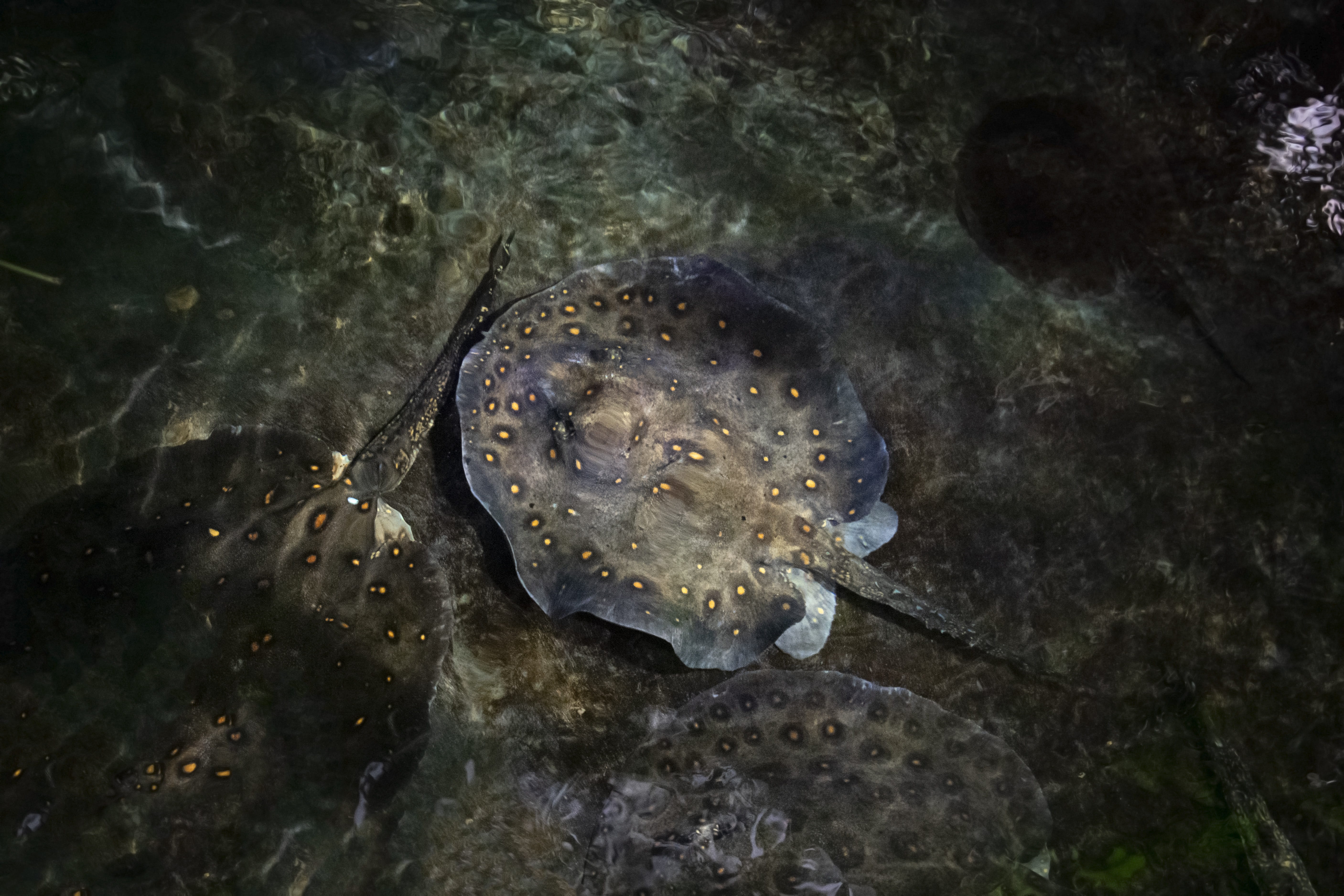 animals in the wild, animal wildlife, beast, undersea, the coast, close-up, aquarium, swimming, sea, rays, nature, ocean, camouflage, under-water, 5K, HD Wallpaper