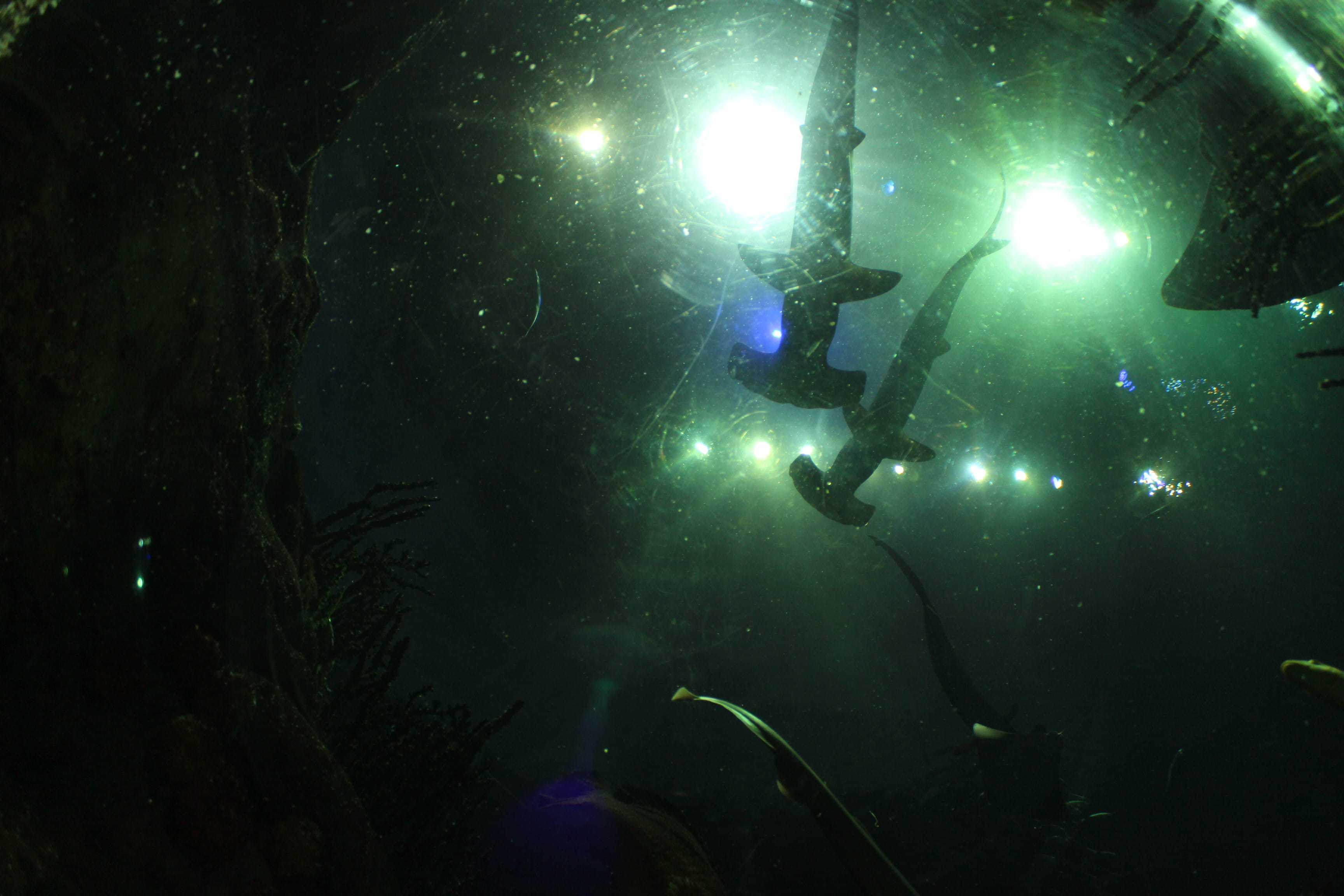 undersea, swimming, adventure, wildlife, nature, marine, skyscraper, fish, lighting equipment, underwater diving, exploration, real people, animal, hong kong, HD Wallpaper