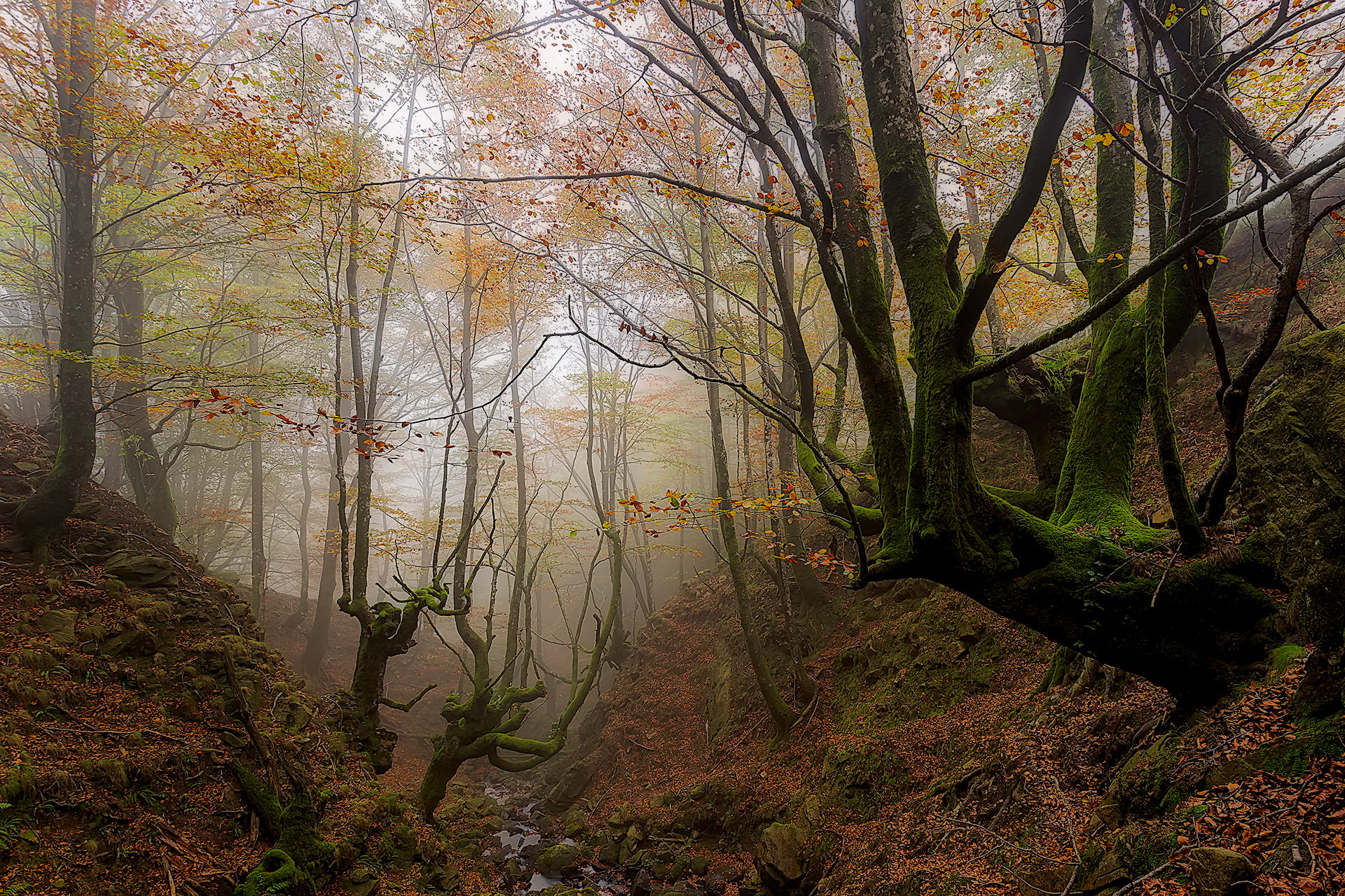 forest, autumn, Basque Country, 1080P, Spain, trees, the ravine, fog, HD Wallpaper