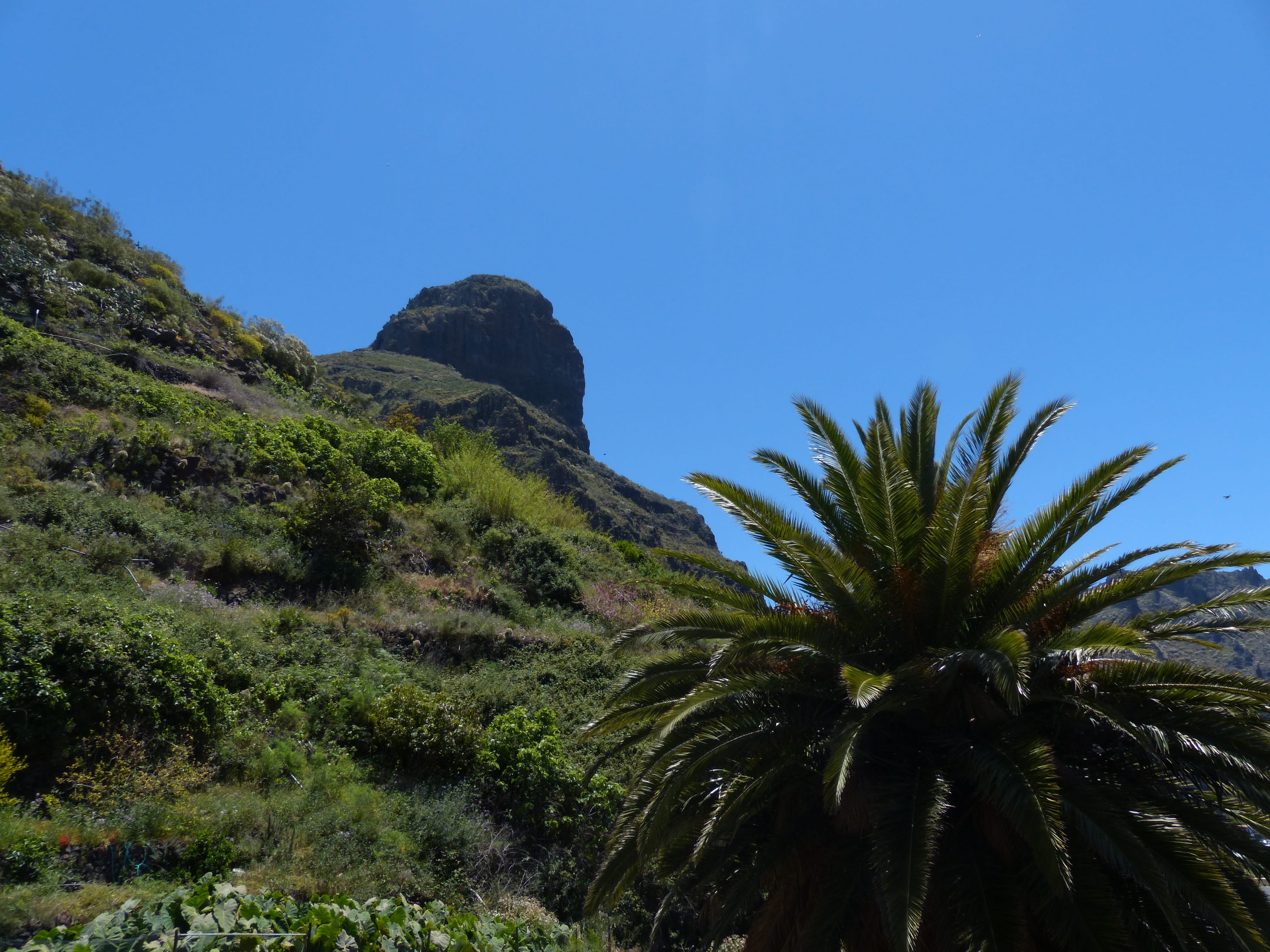 tranquil scene, no people, beauty in nature, growth, landscape, nature, tenerife, Palma, canary island date palm, sky, tree, tranquility, 4K, masca ravine, HD Wallpaper